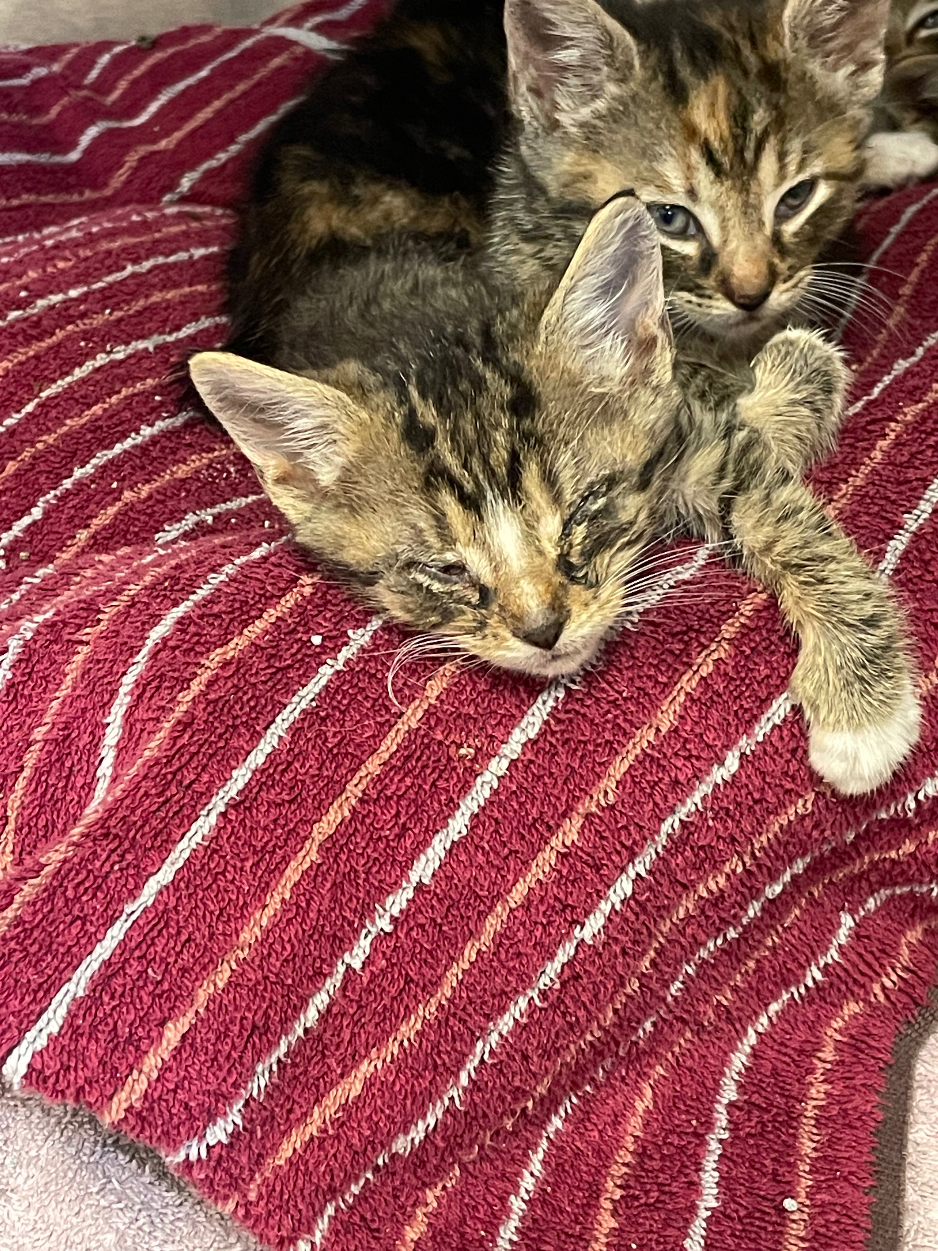 Help support my fosters campaign photo, 5 of 8
