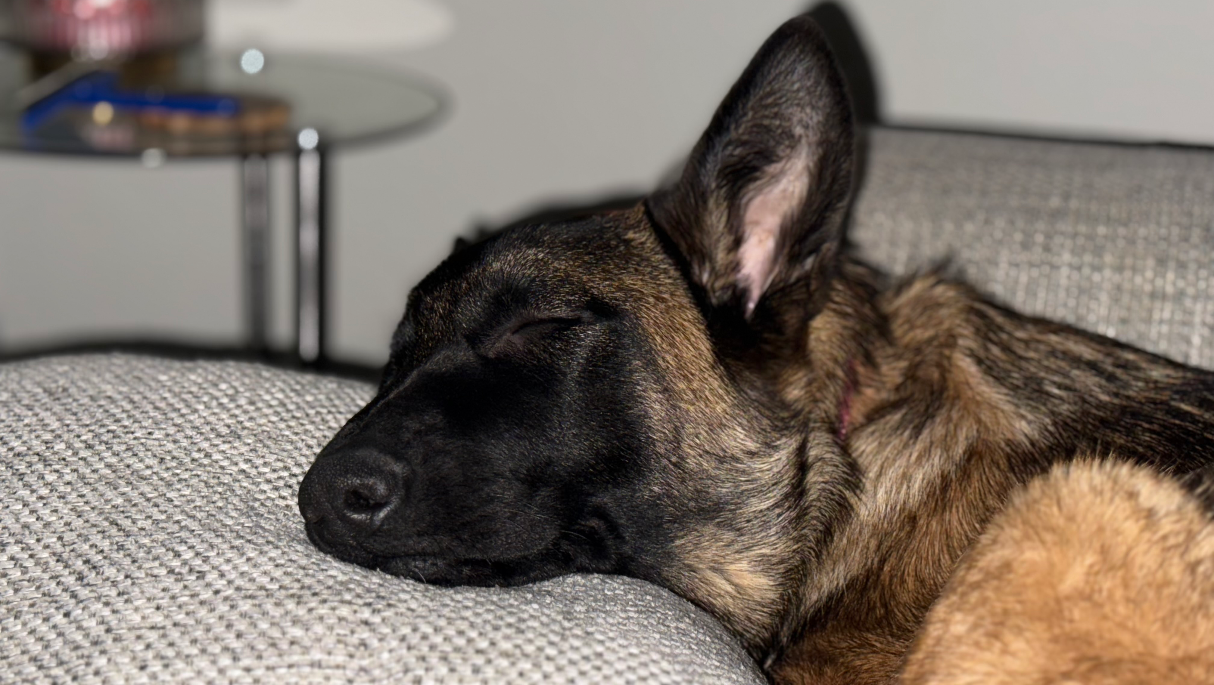 Save Gia: Medical Help Needed photo