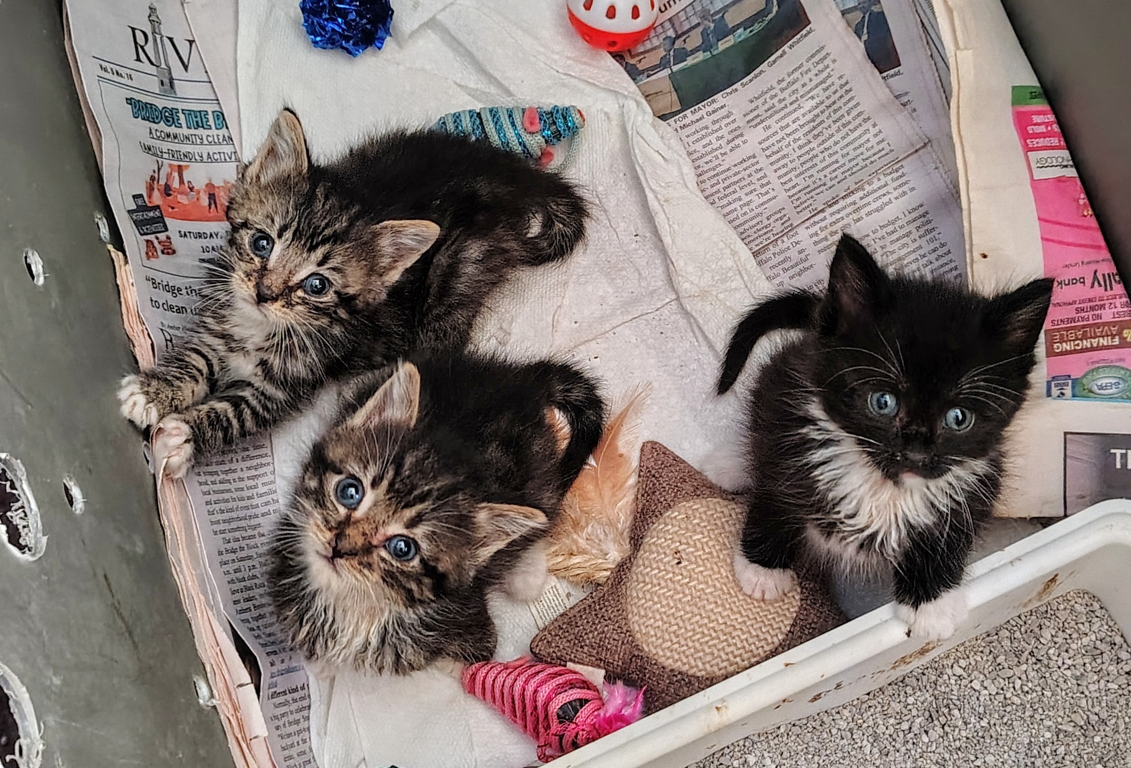 Help JoAnne: $500 Kitten Rescue Effort campaign photo, 7 of 8