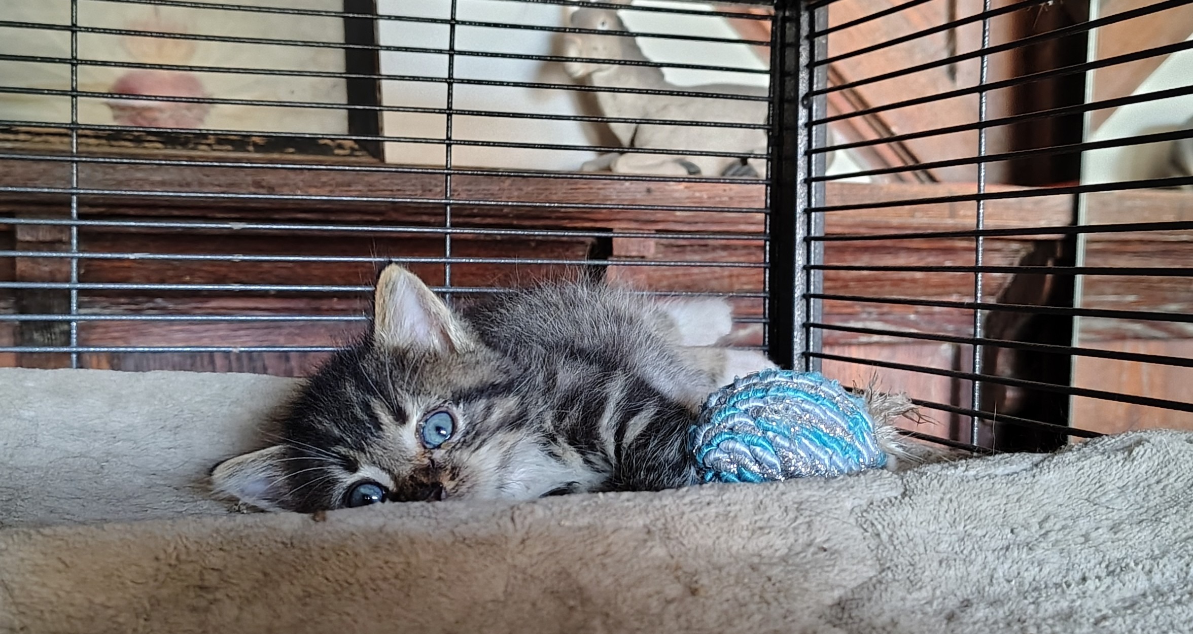 Help JoAnne: $500 Kitten Rescue Effort campaign photo, 2 of 8