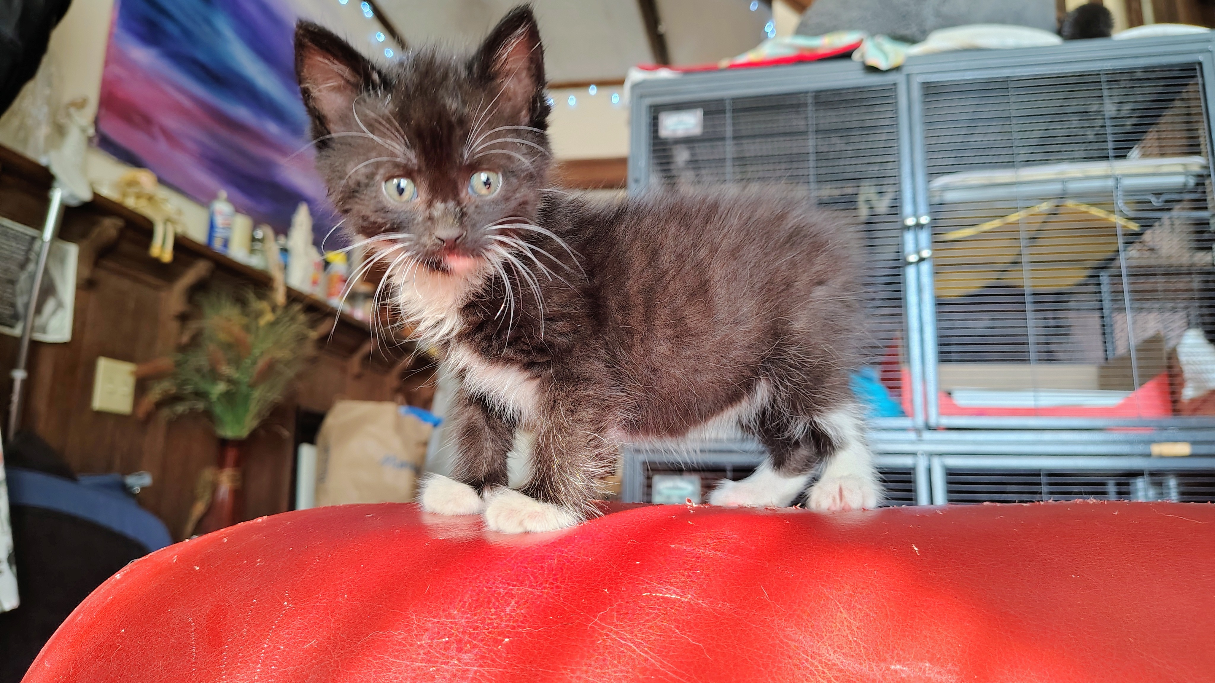 Help JoAnne: $500 Kitten Rescue Effort campaign photo, 4 of 8