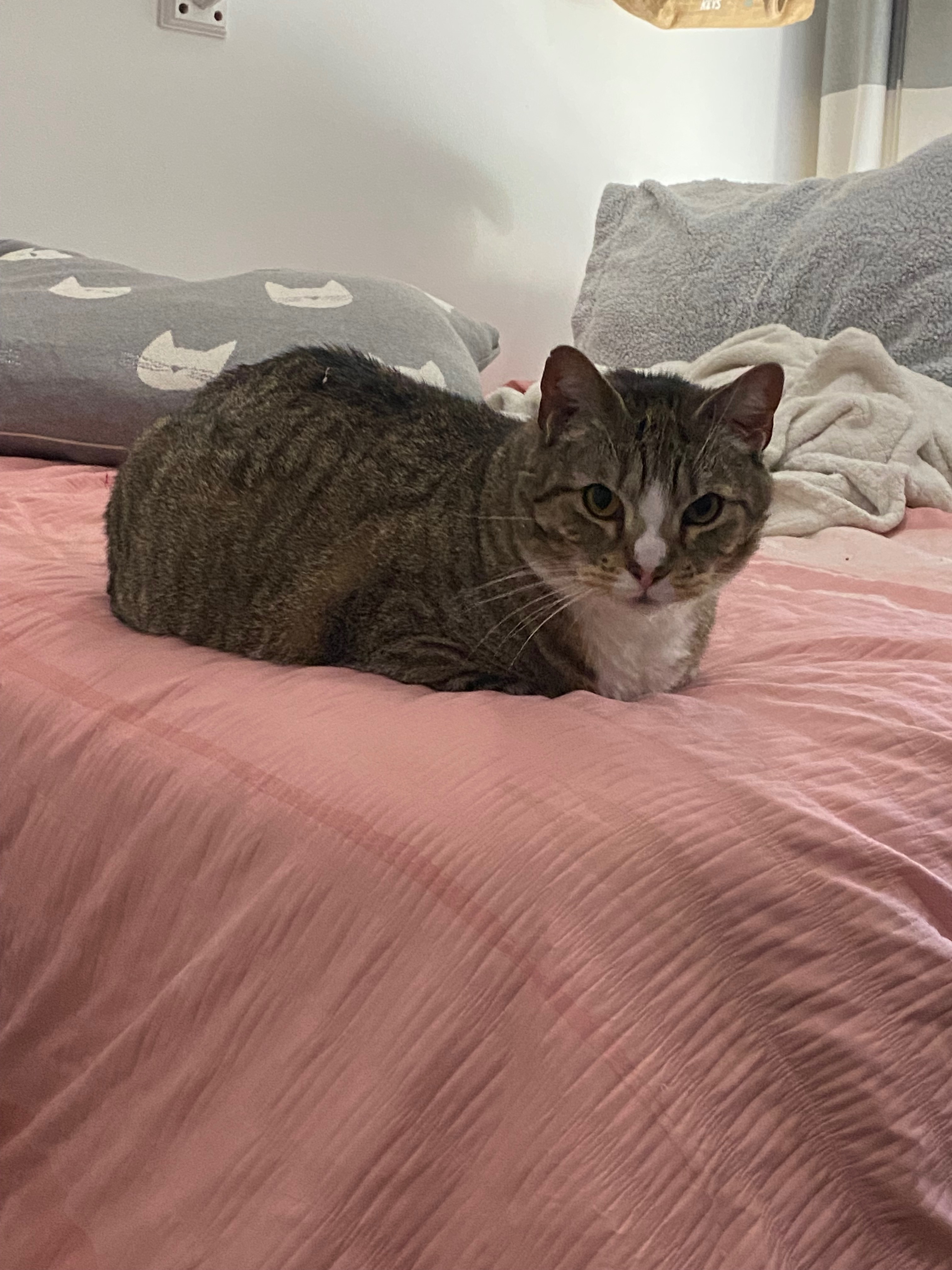 Cher's Cat George Needs  Support campaign photo, 2 of 8