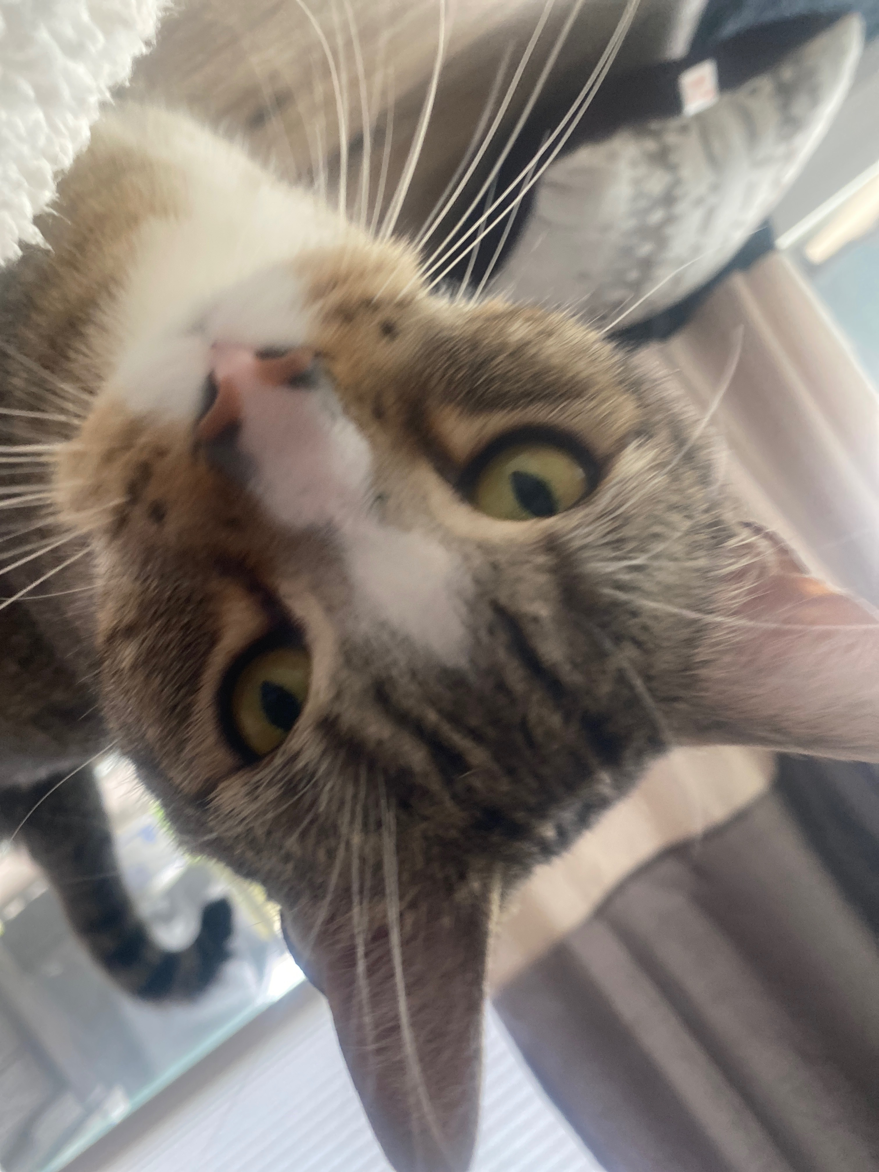 Cher's Cat George Needs  Support campaign photo, 5 of 8