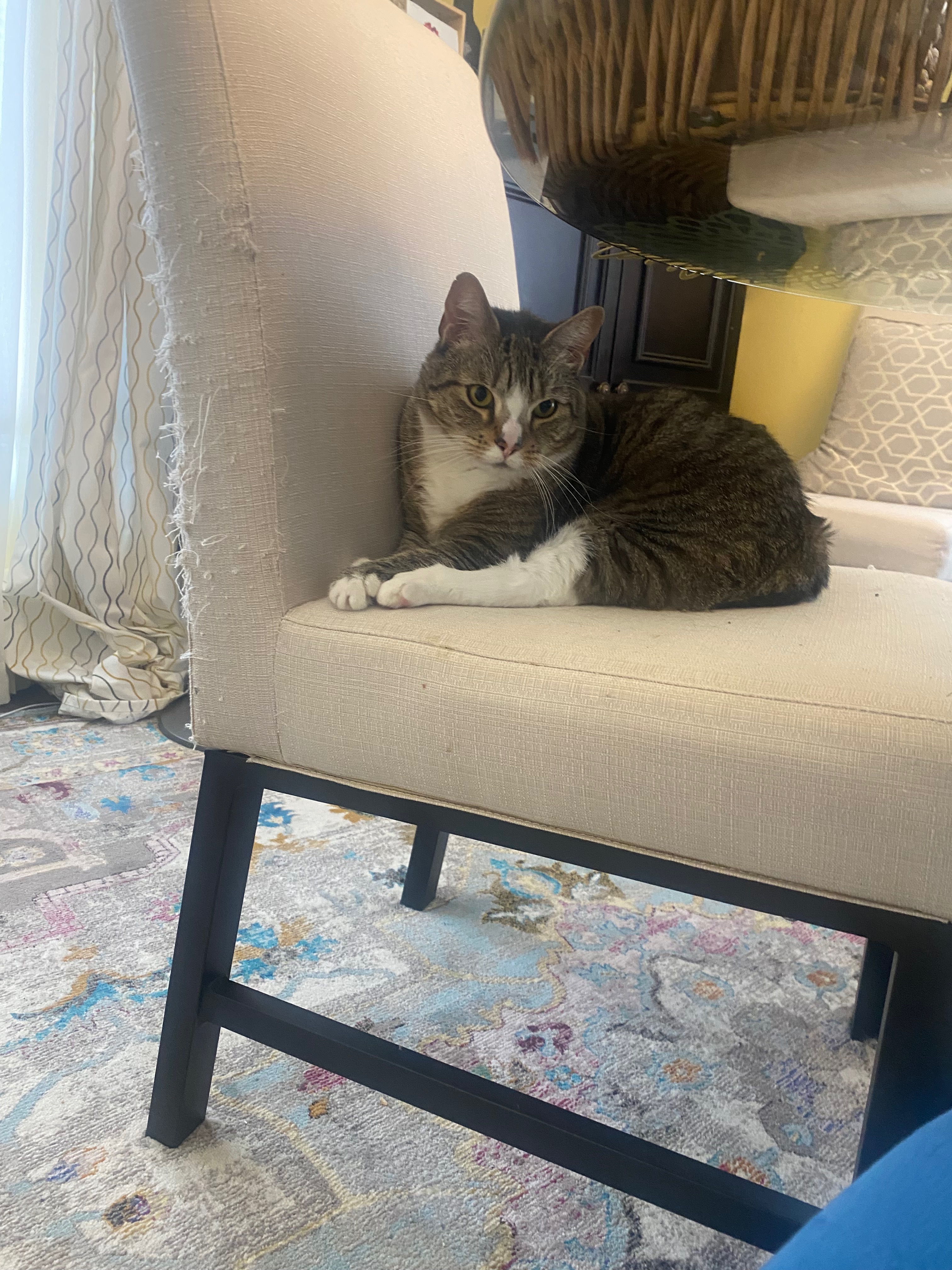 Cher's Cat George Needs  Support campaign photo, 6 of 8