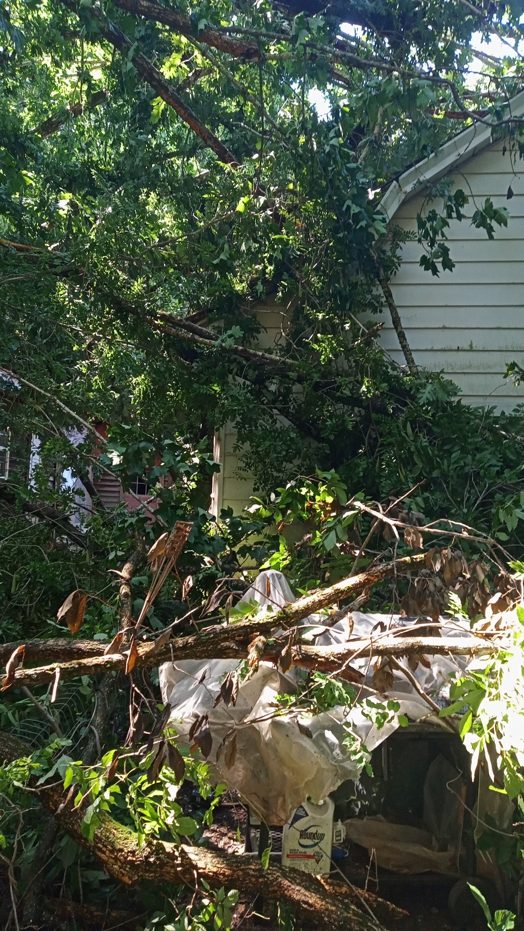 Restore Tammy Scarlett's Home After Tree Damage campaign photo, 5 of 6