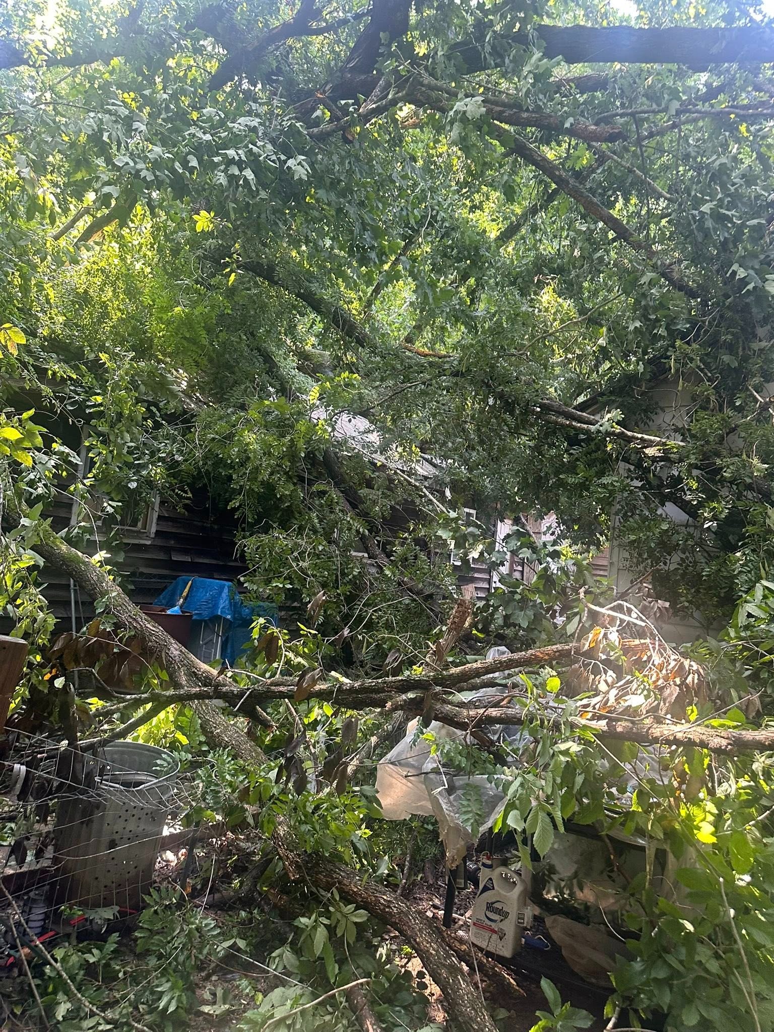 Restore Tammy Scarlett's Home After Tree Damage campaign photo, 2 of 6