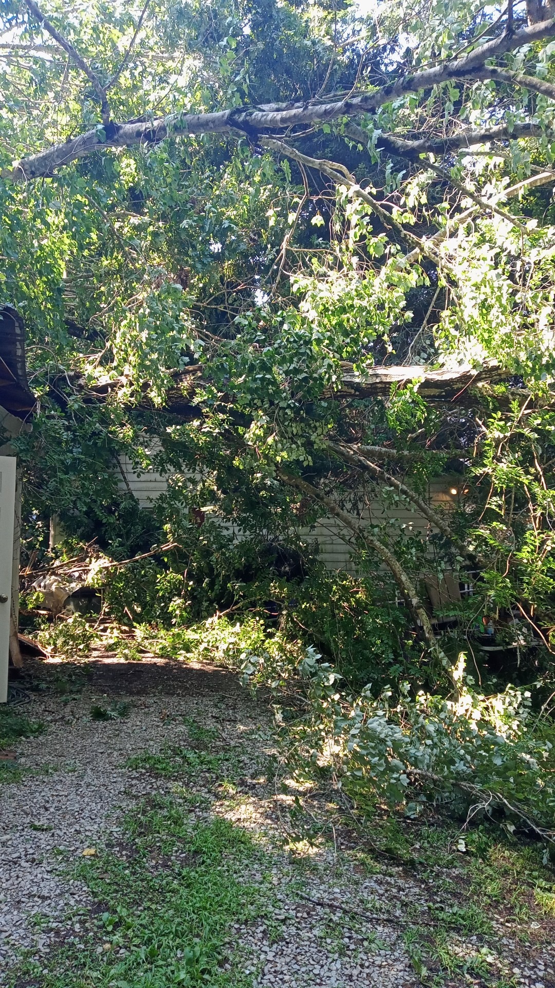 Restore Tammy Scarlett's Home After Tree Damage campaign photo, 4 of 6