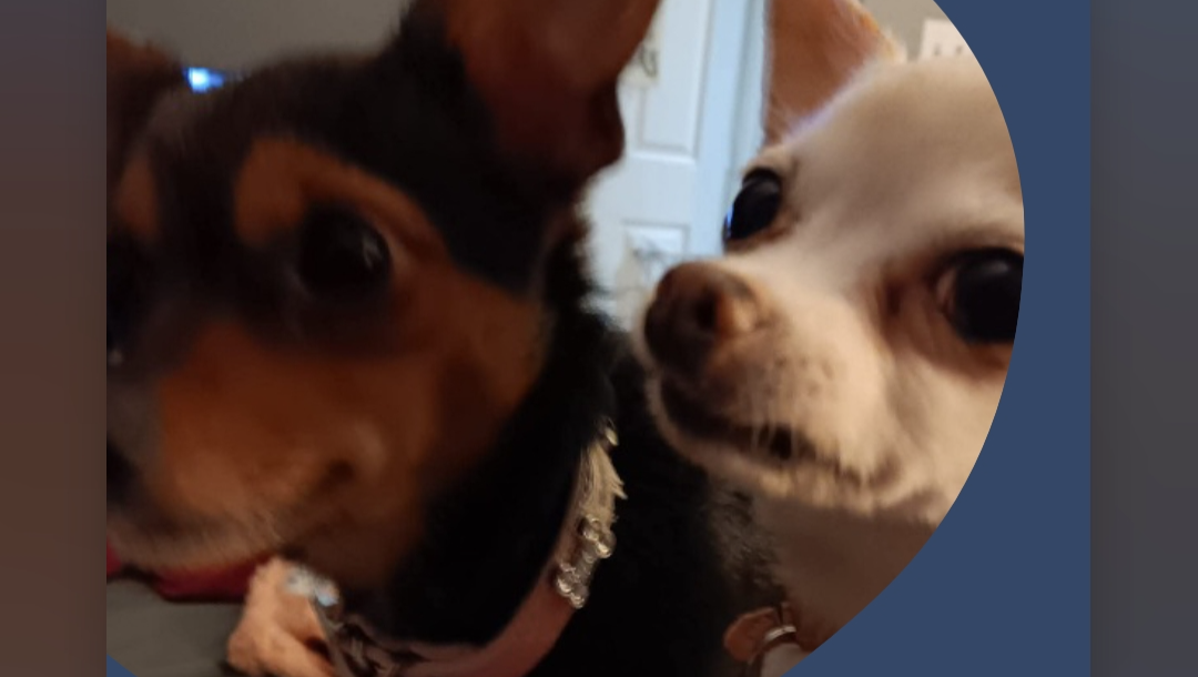 Save a Home for a Dedicated Pet Lover photo