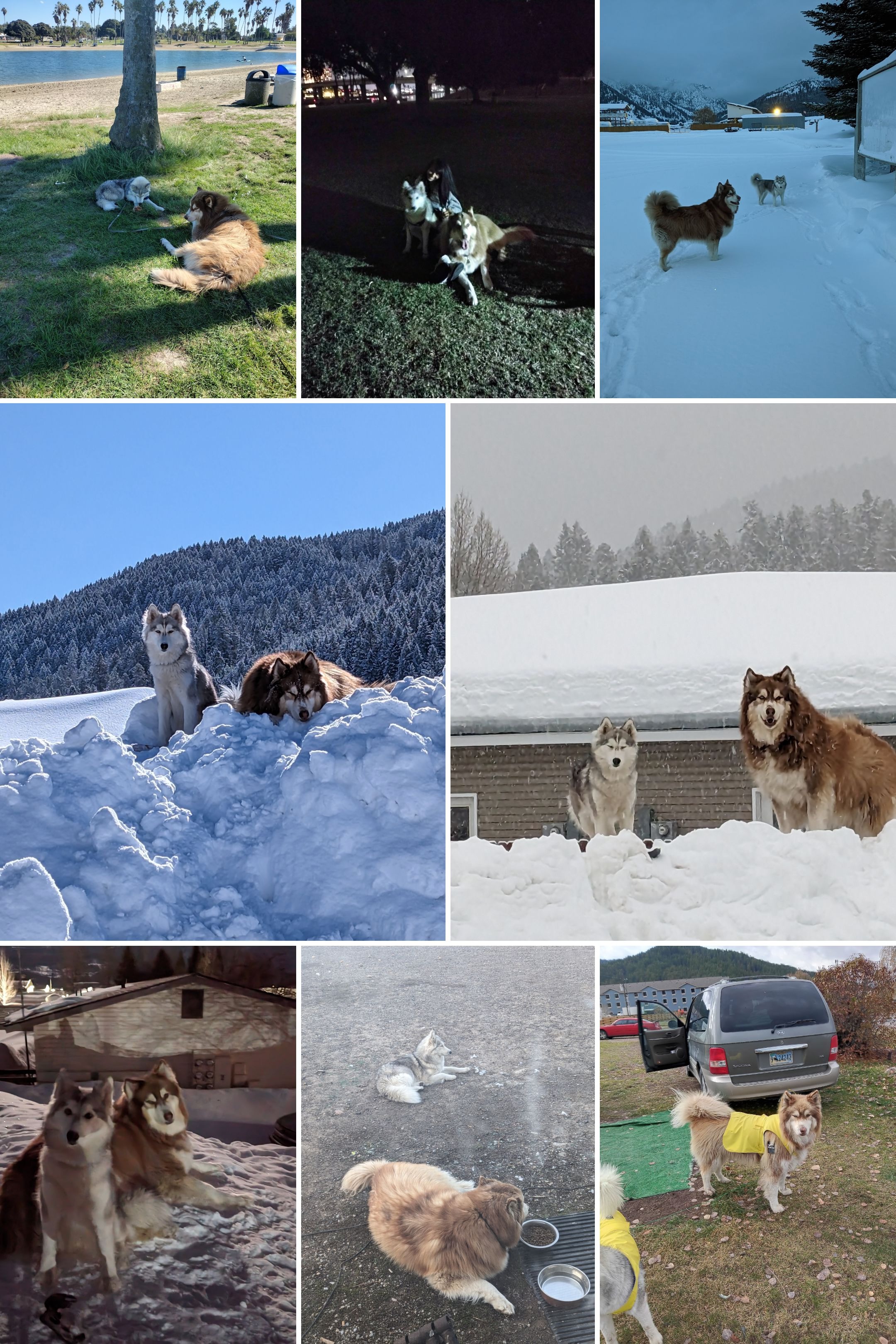 Help disabled homeless person with huskies get back home! campaign photo, 4 of 5