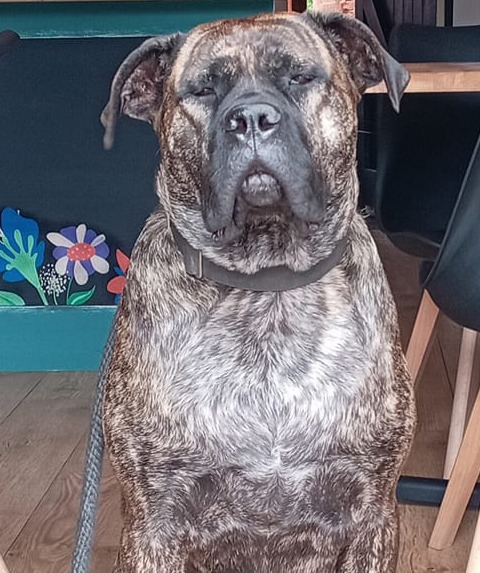 Help Dave, My Support Dog, Get Life-Changing Hip Surgery campaign photo, 7 of 8