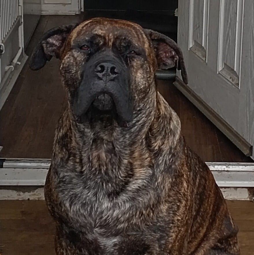 Help Dave, My Support Dog, Get Life-Changing Hip Surgery campaign photo, 4 of 8