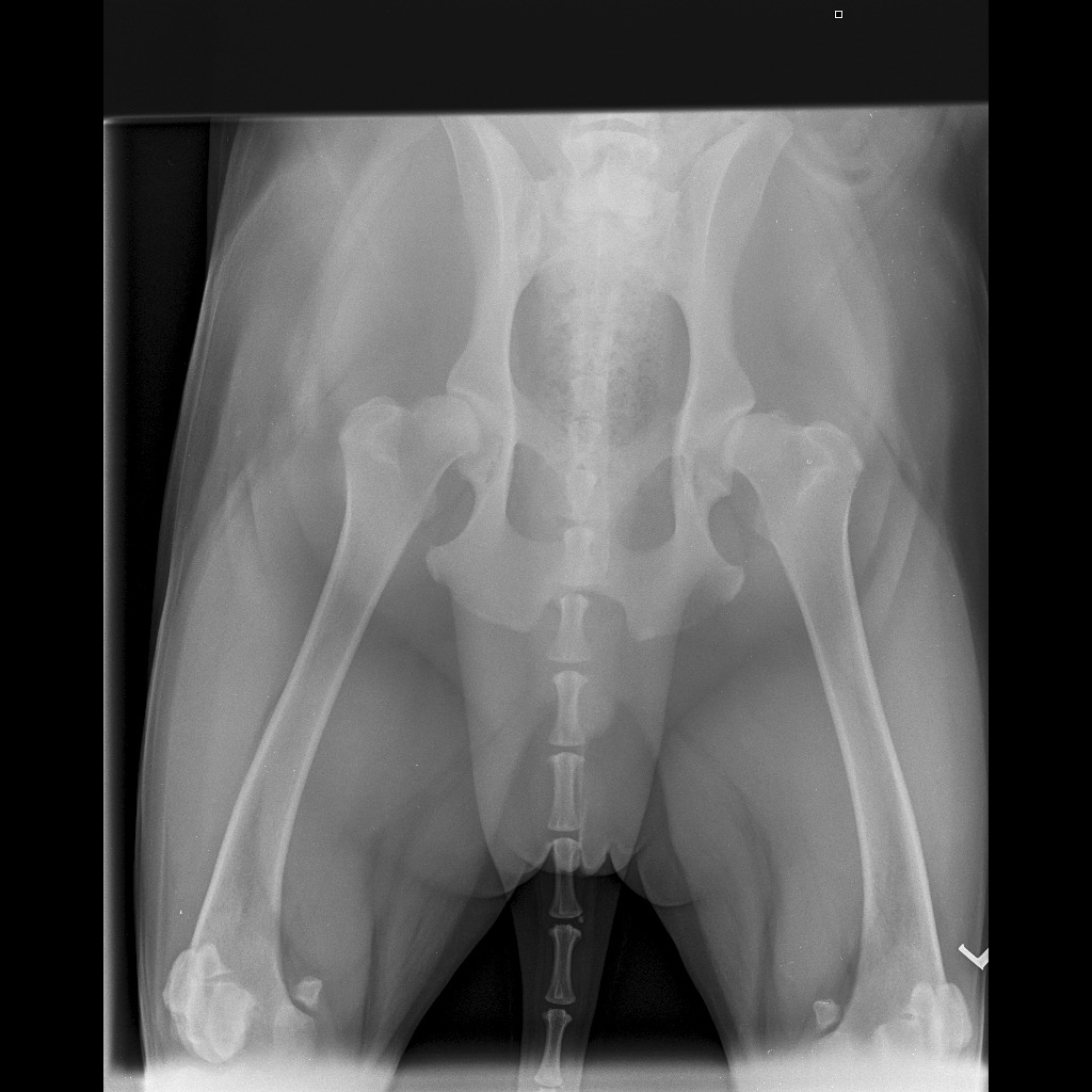 Help Dave, My Support Dog, Get Life-Changing Hip Surgery campaign photo, 5 of 8