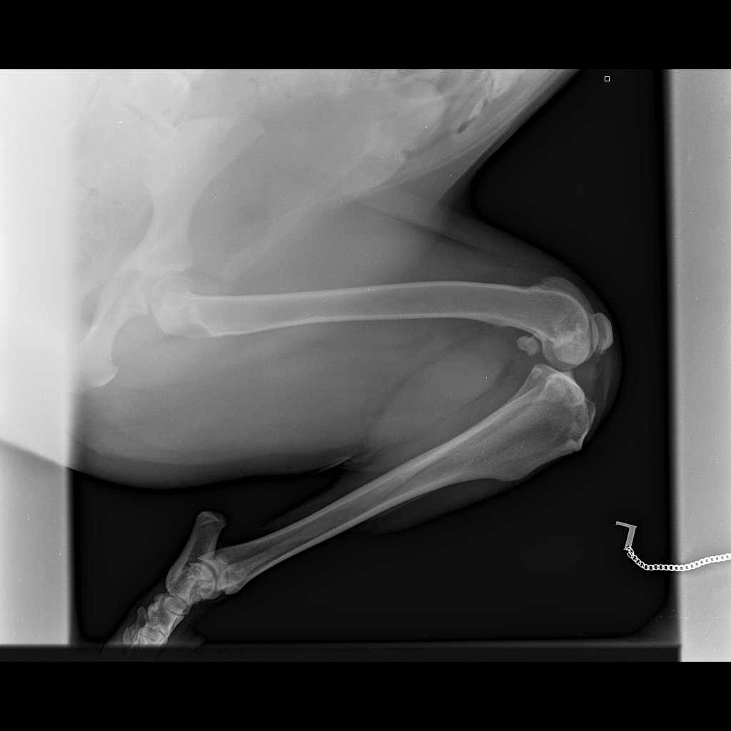 Help Dave, My Support Dog, Get Life-Changing Hip Surgery campaign photo, 6 of 8