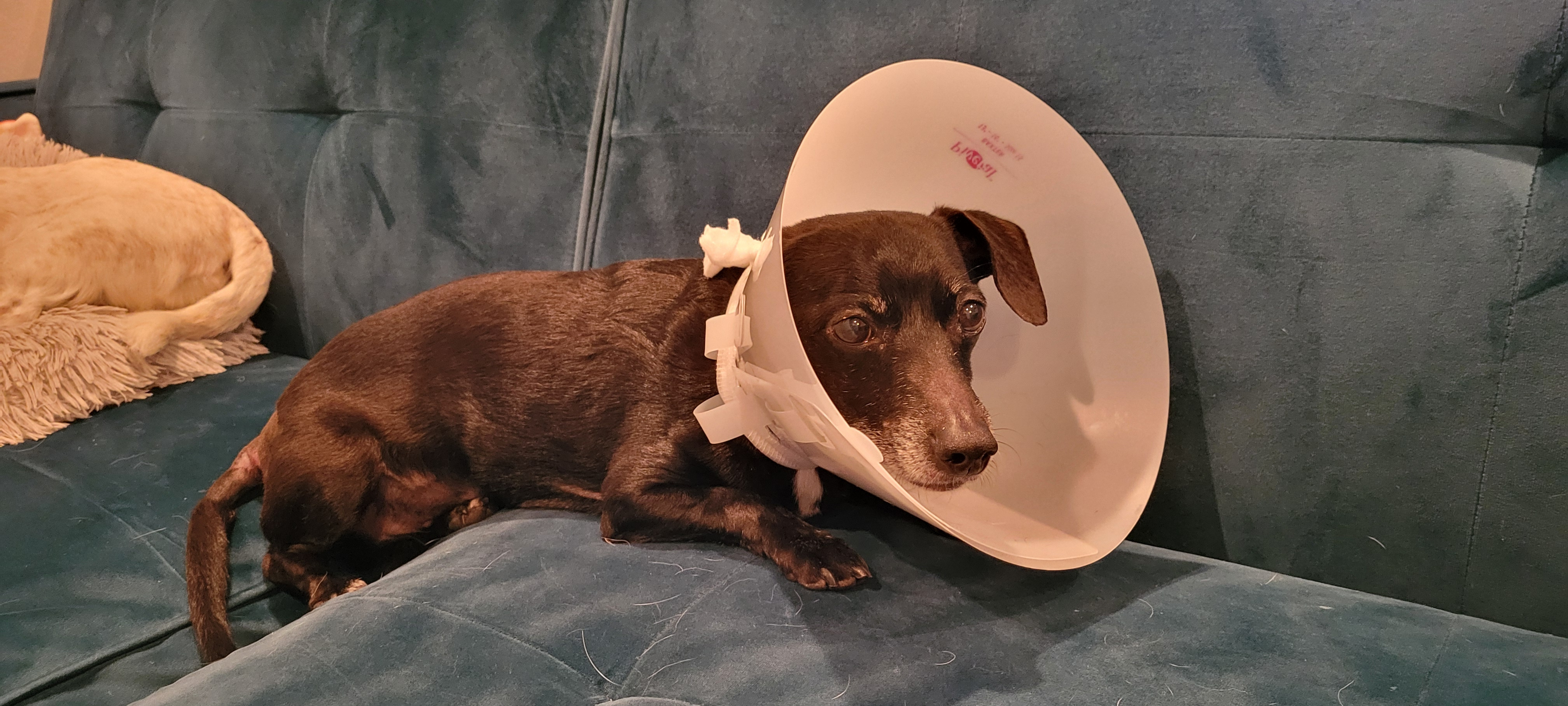 Help Hercules Fight Cancer: Support His Chemo campaign photo, 7 of 8