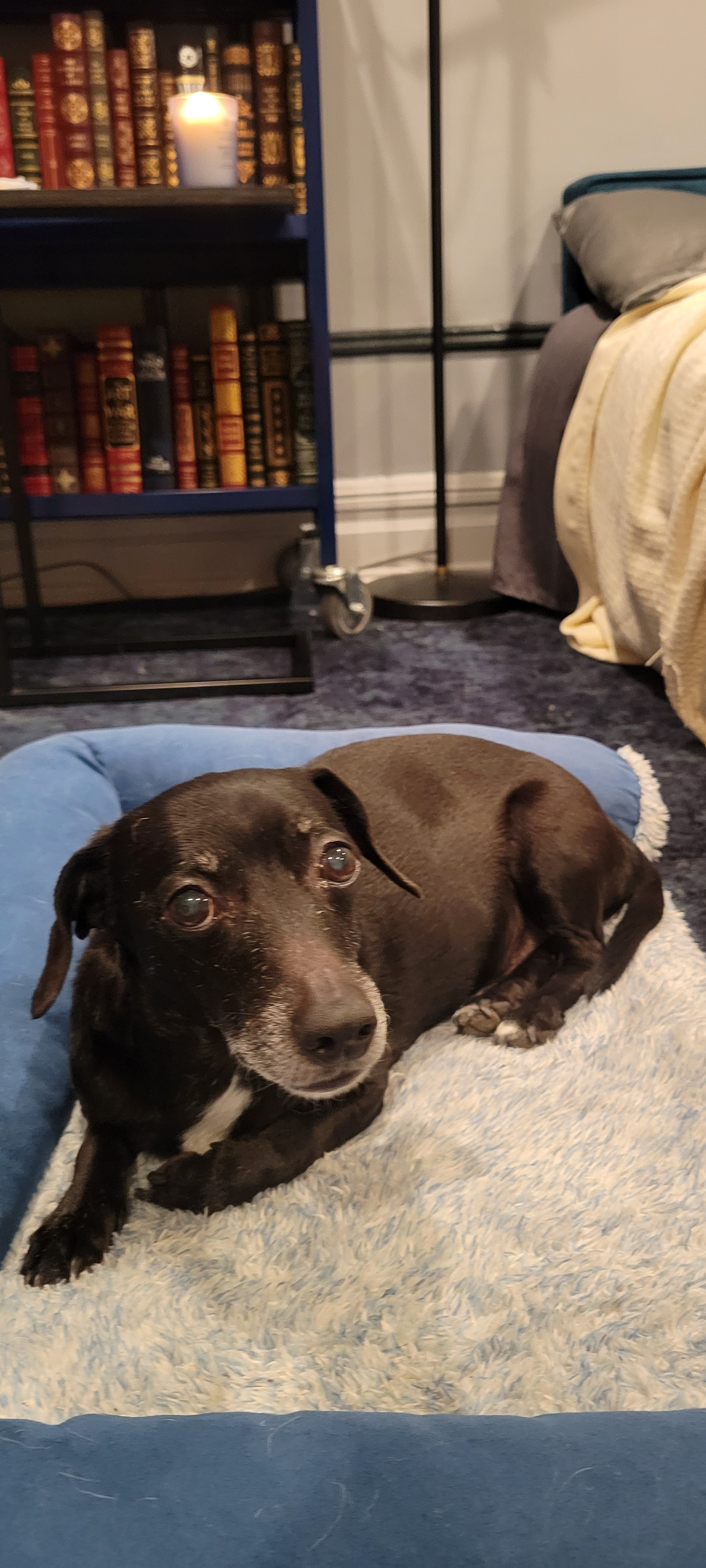 Help Hercules Fight Cancer: Support His Chemo campaign photo, 2 of 8