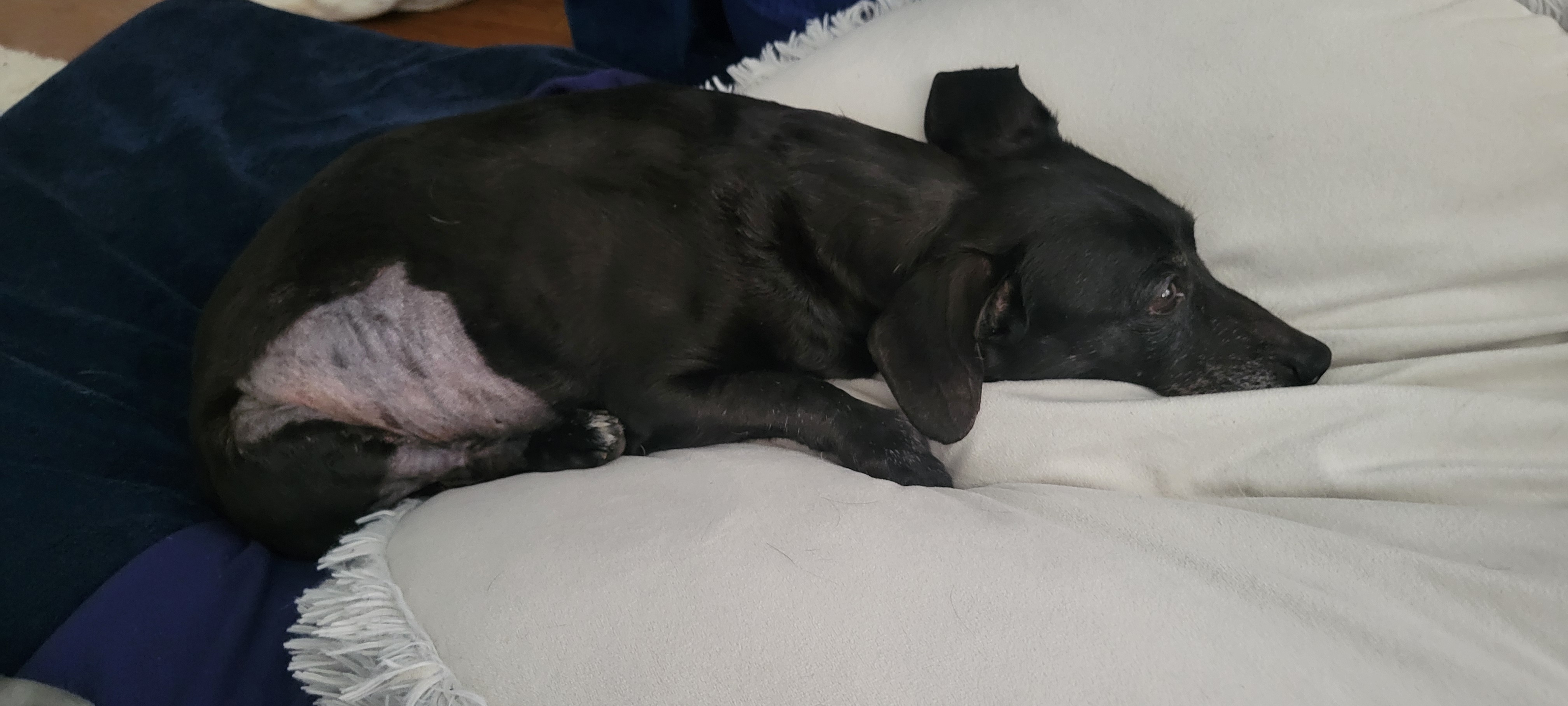 Help Hercules Fight Cancer: Support His Chemo campaign photo, 4 of 8
