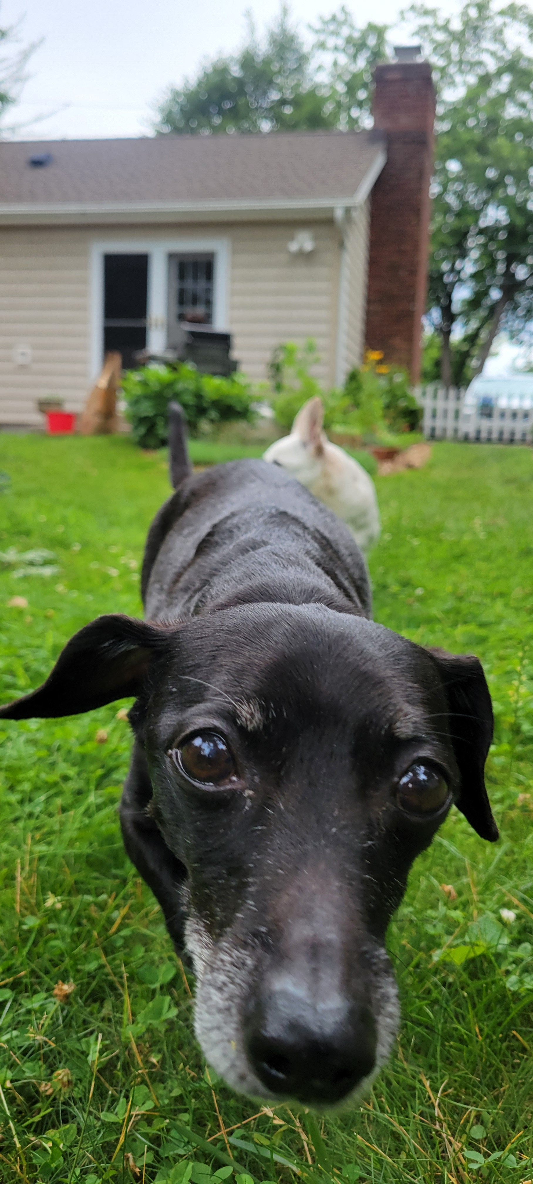Help Hercules Fight Cancer: Support His Chemo campaign photo, 5 of 8