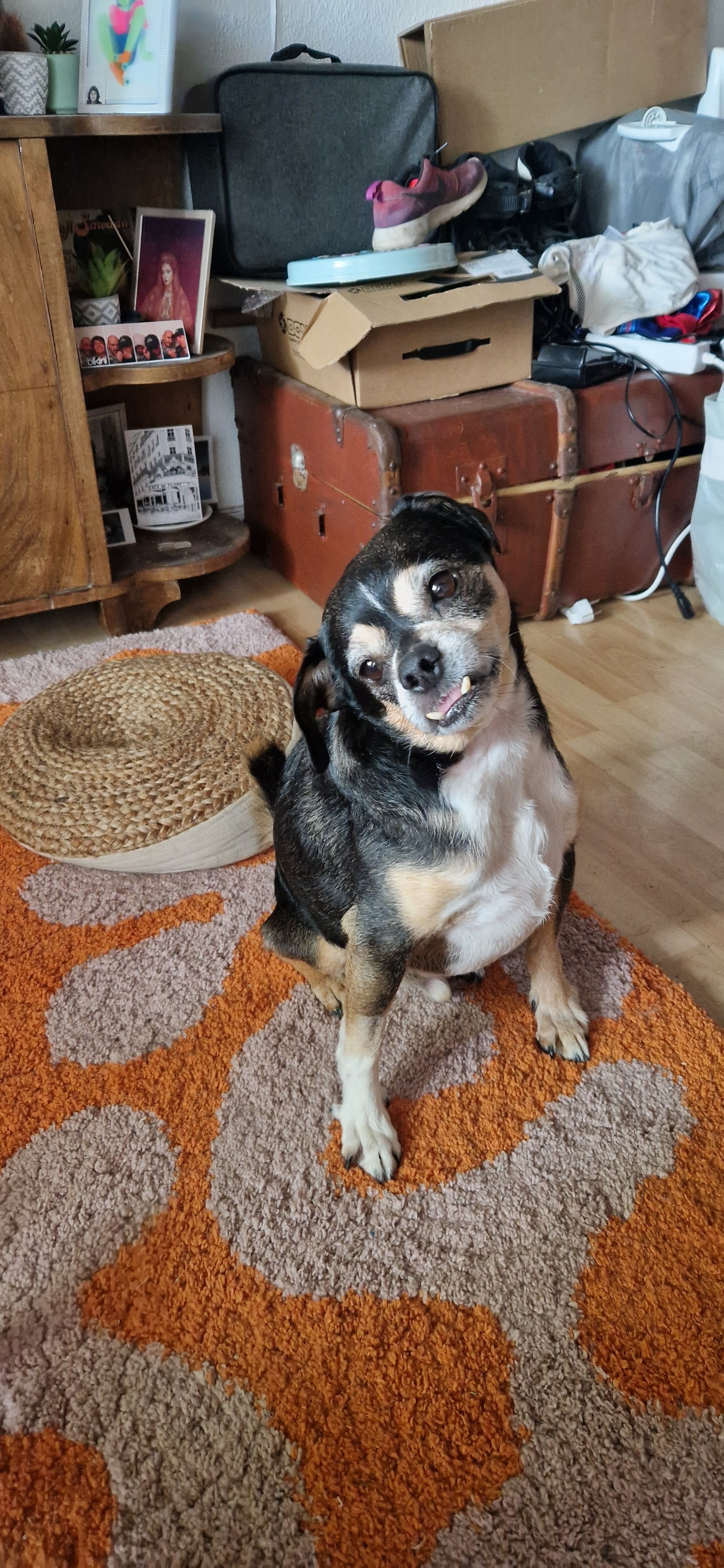 Help my dog getting surgery campaign photo, 4 of 4