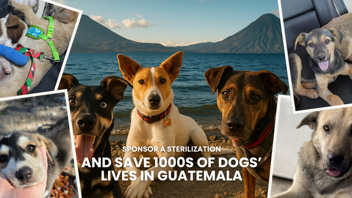 User-uploaded image 1