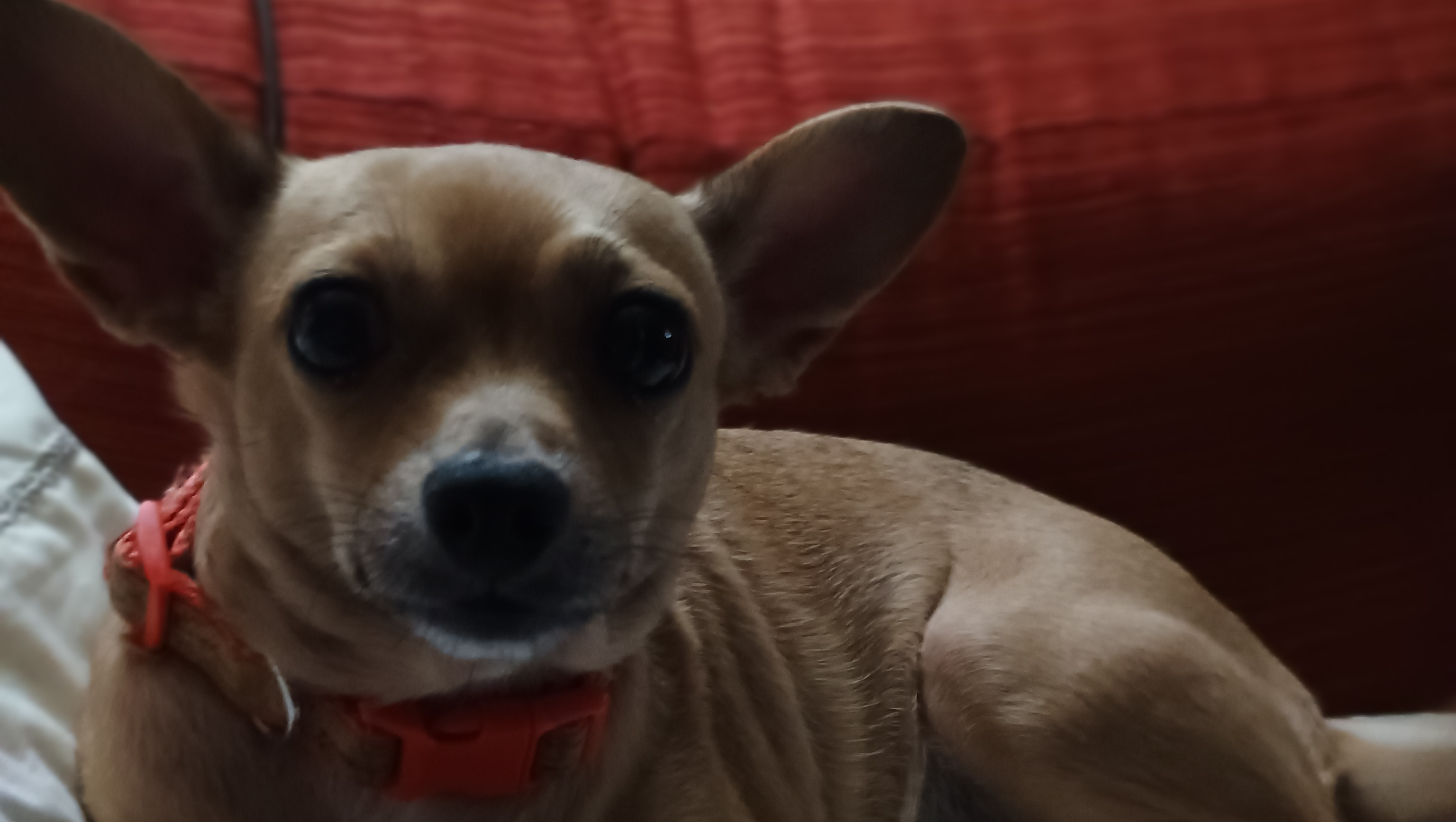 Help Sadie Mae with a $10 donation please photo