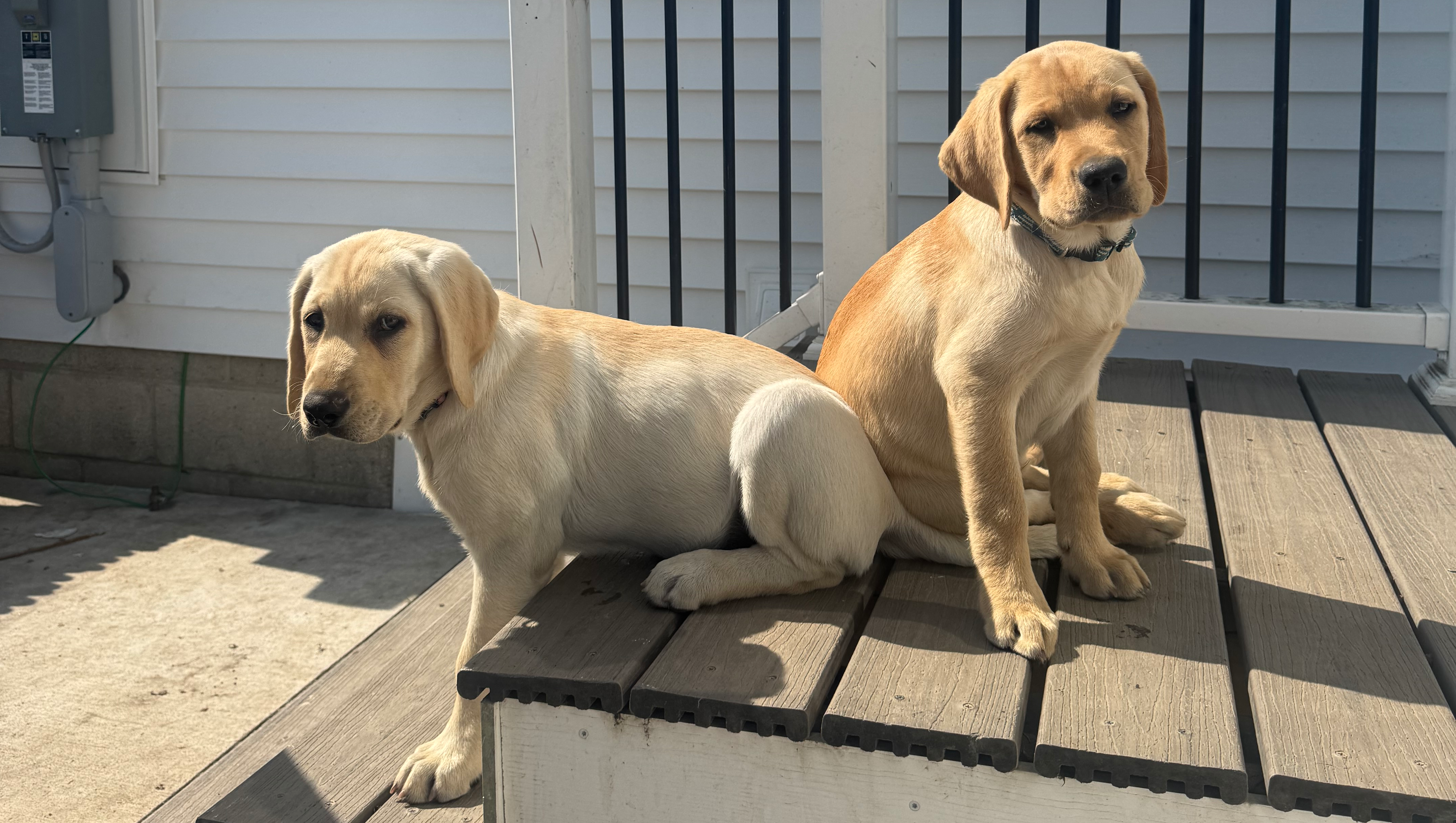 Fundraiser by Krista Stapleton : Save Bo and Daisy: A Family's Plea for ...