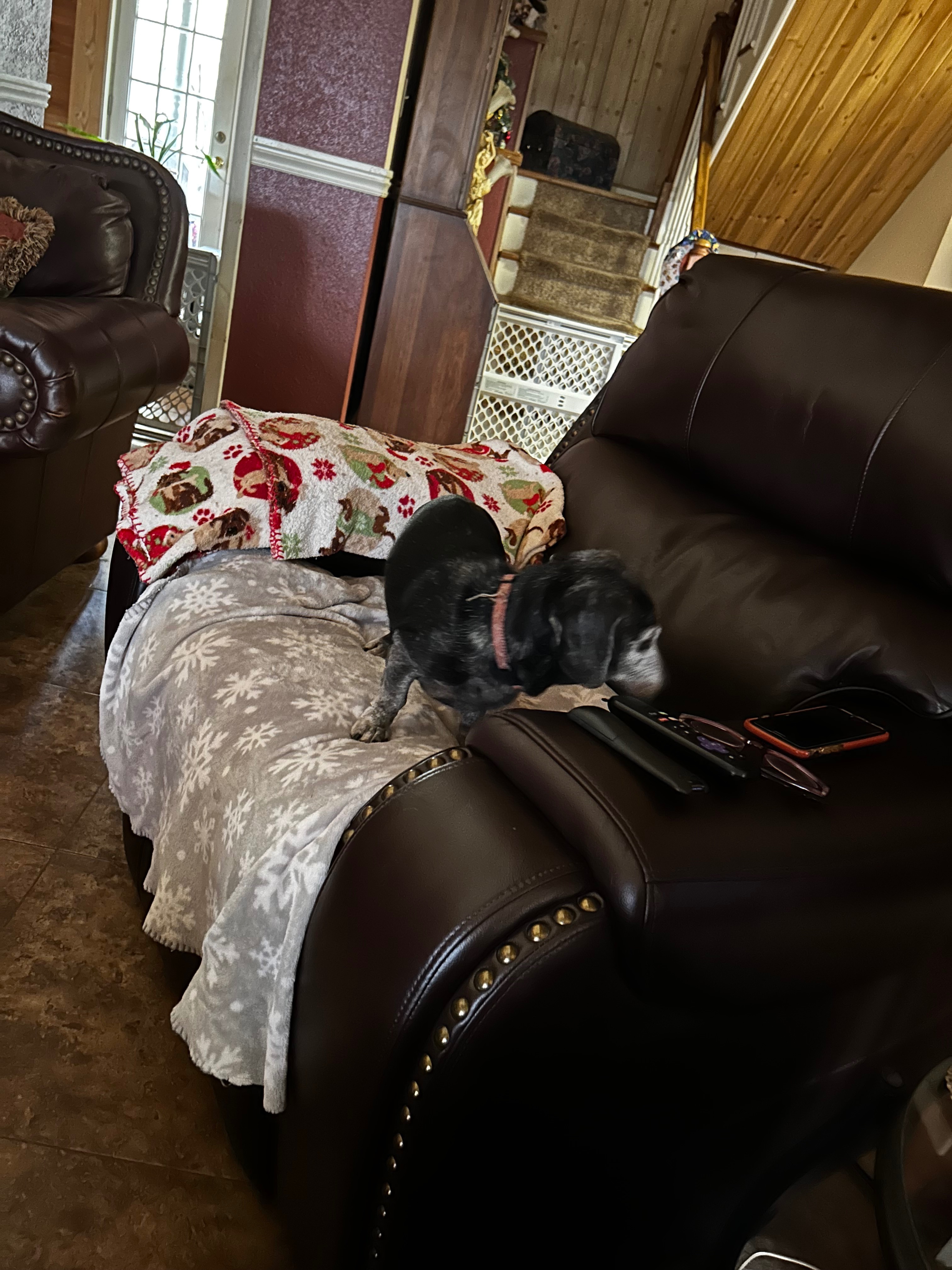 Help Jacqueline Pierce and Her Beloved Animals campaign photo, 7 of 8
