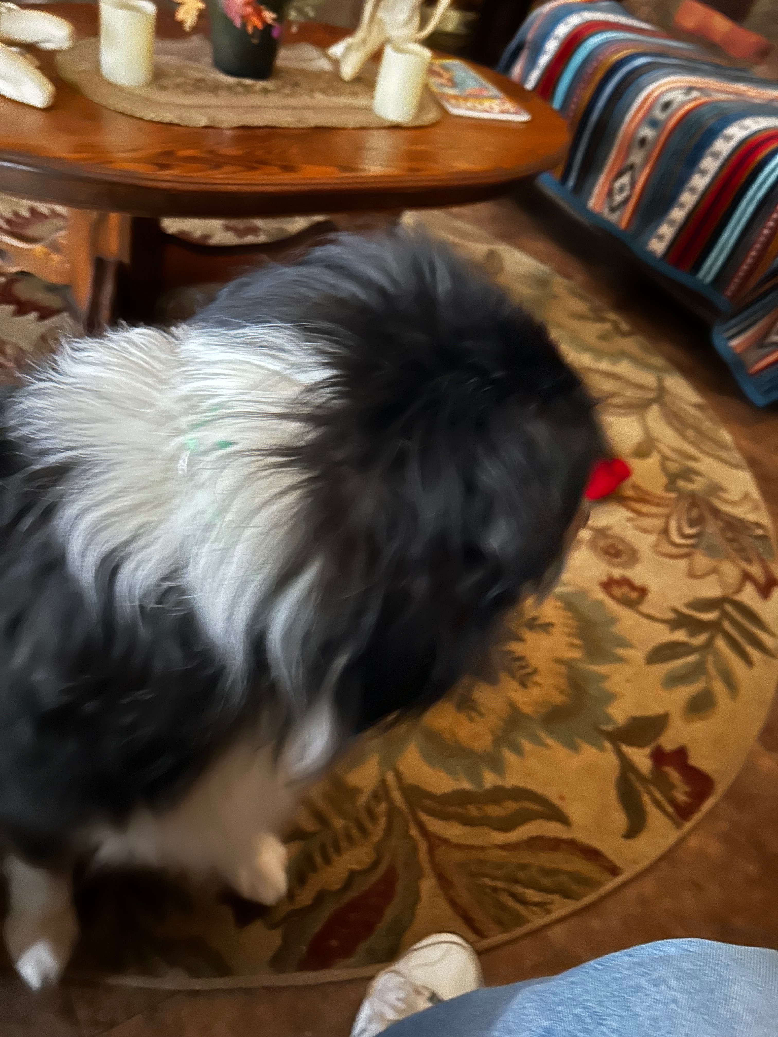 Help Jacqueline Pierce and Her Beloved Animals campaign photo, 2 of 8
