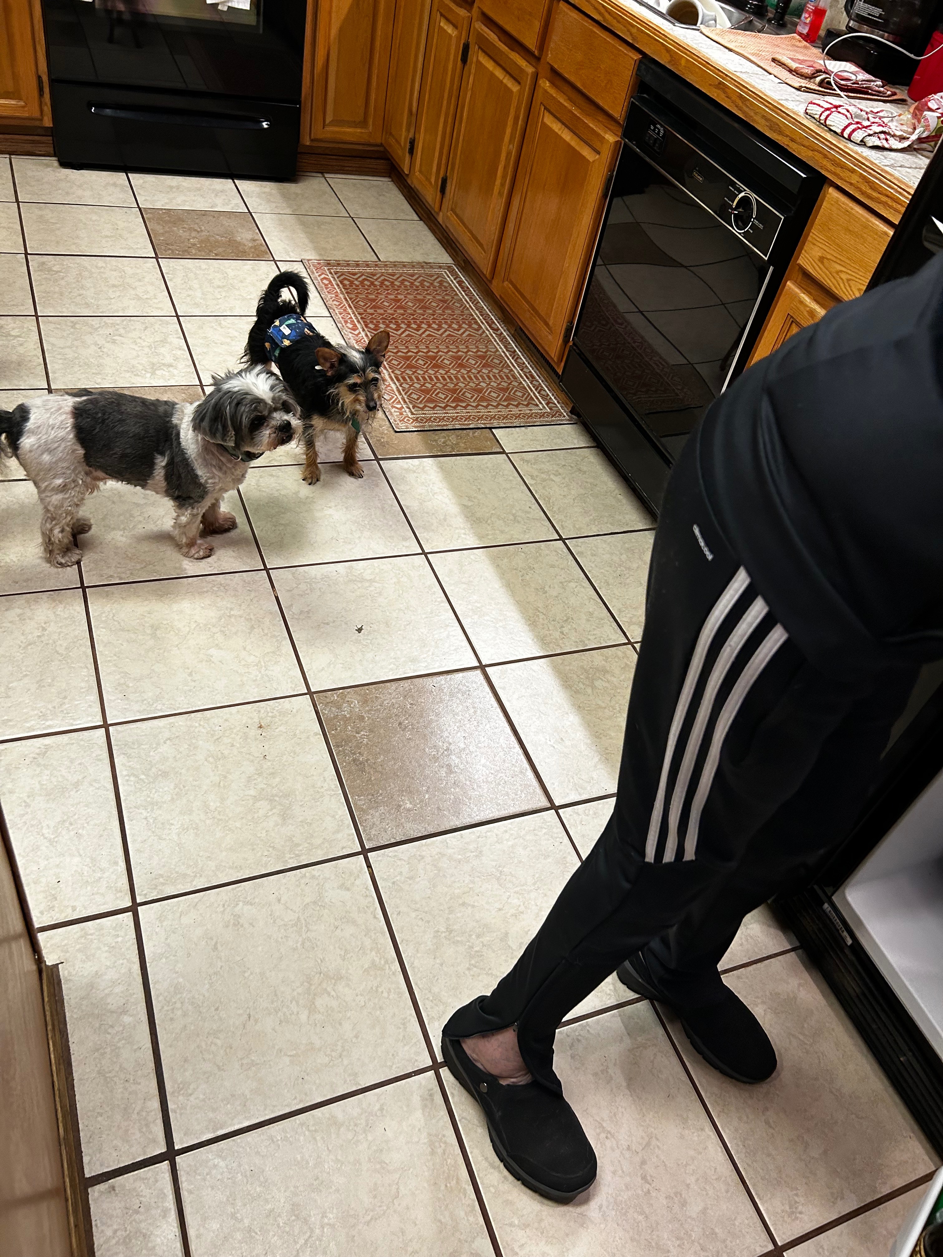 Help Jacqueline Pierce and Her Beloved Animals campaign photo, 6 of 8