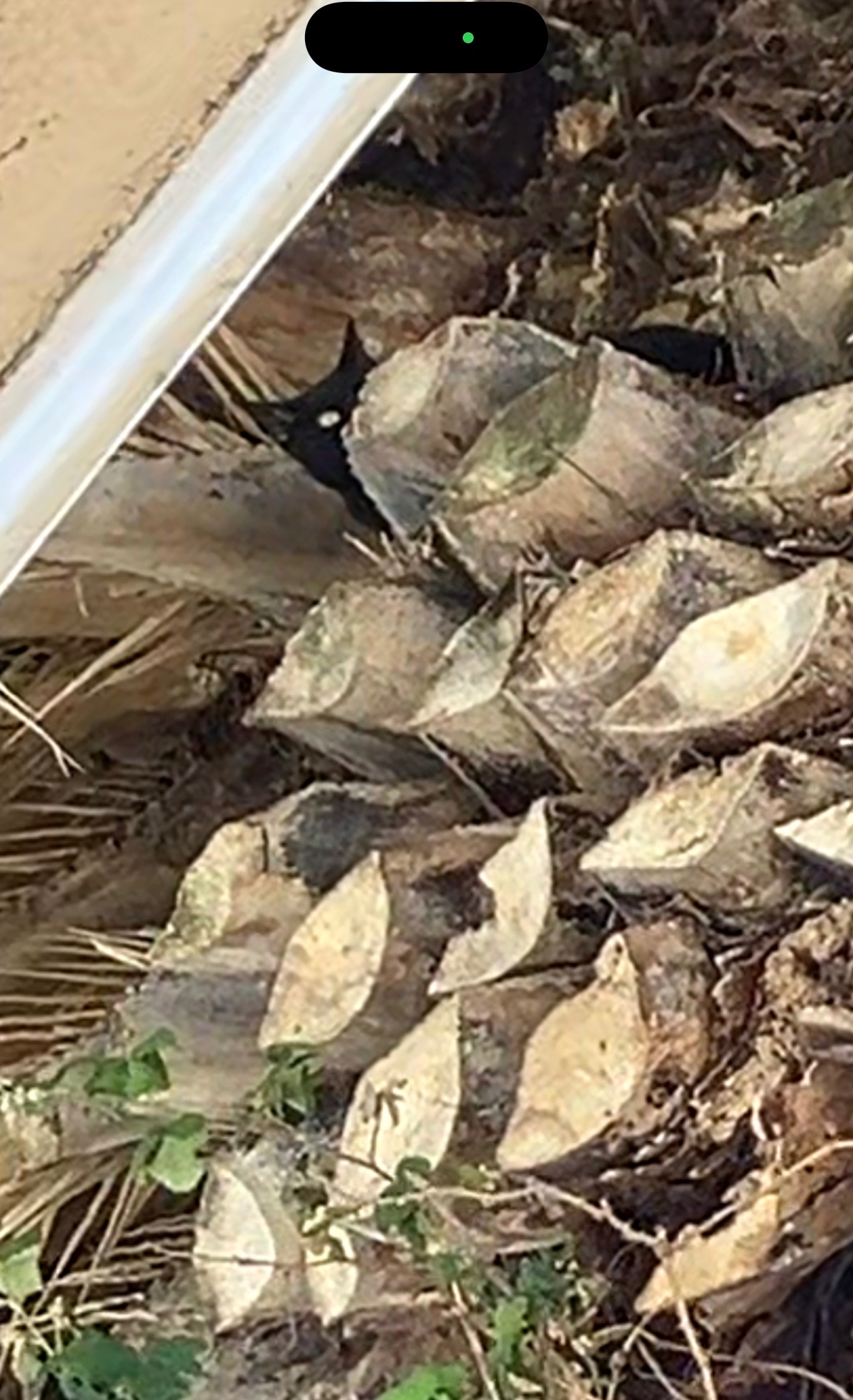 User-uploaded image 2