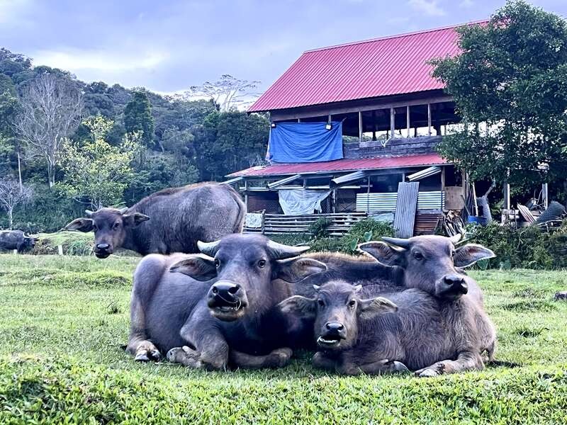 Solar Power for Indigenous, Organic Farming in Borneo campaign photo, 2 of 8