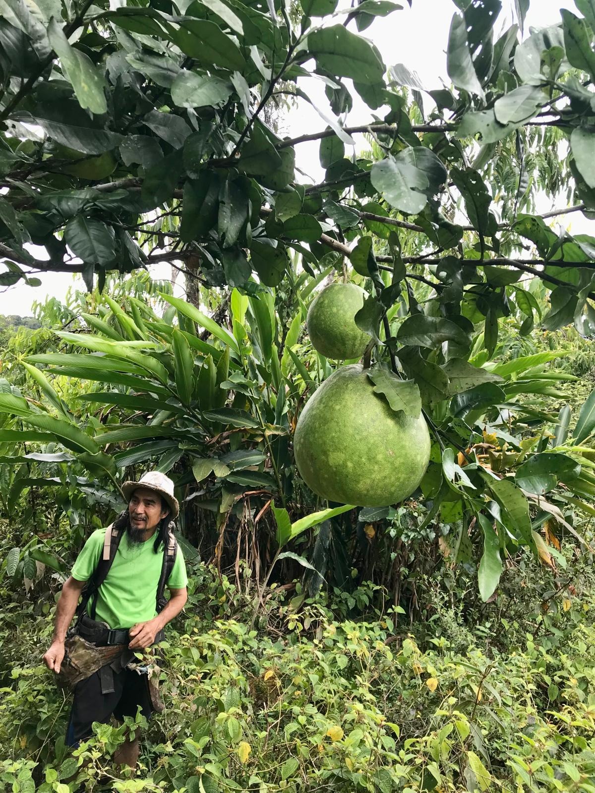 Solar Power for Indigenous, Organic Farming in Borneo campaign photo, 4 of 8