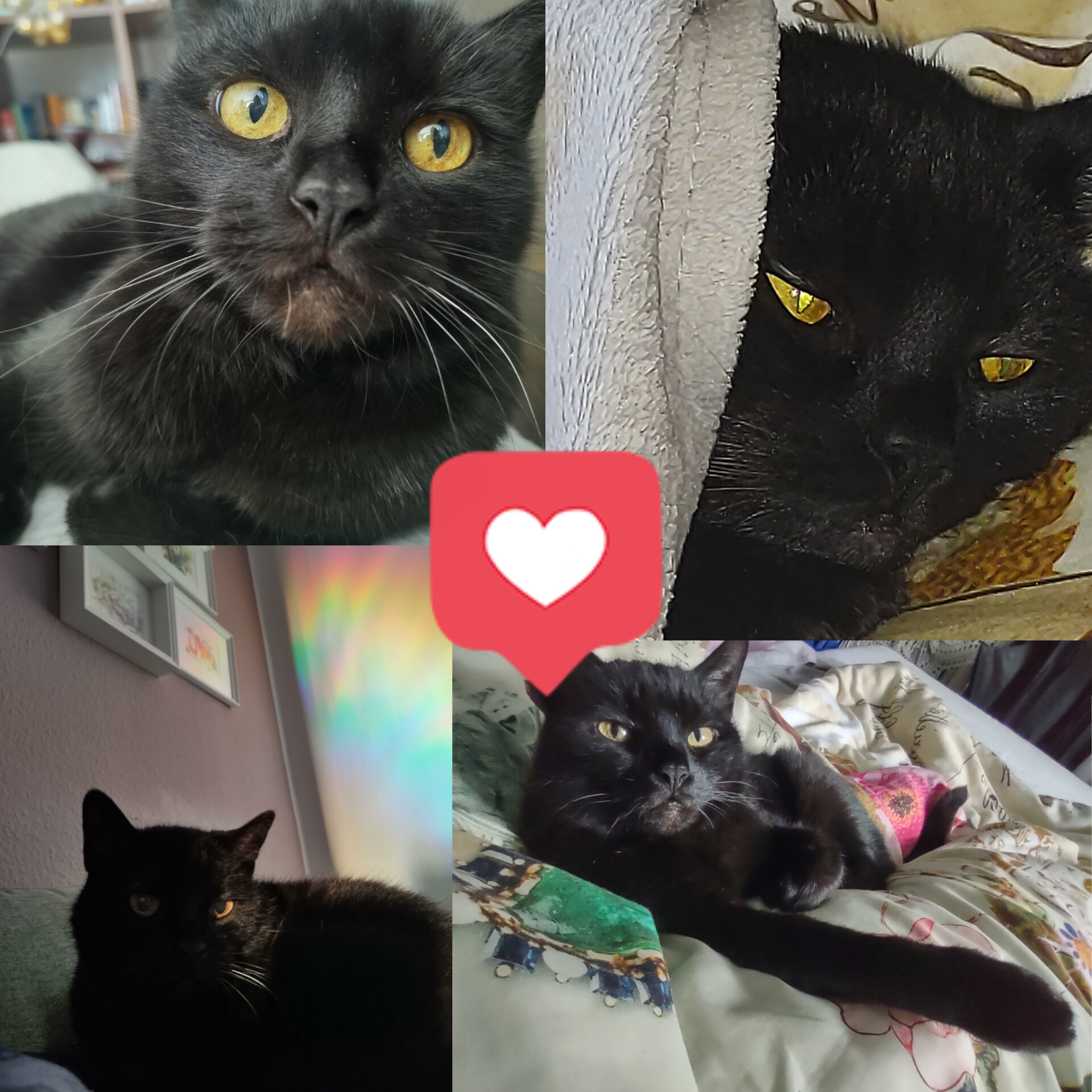 User-uploaded image 1