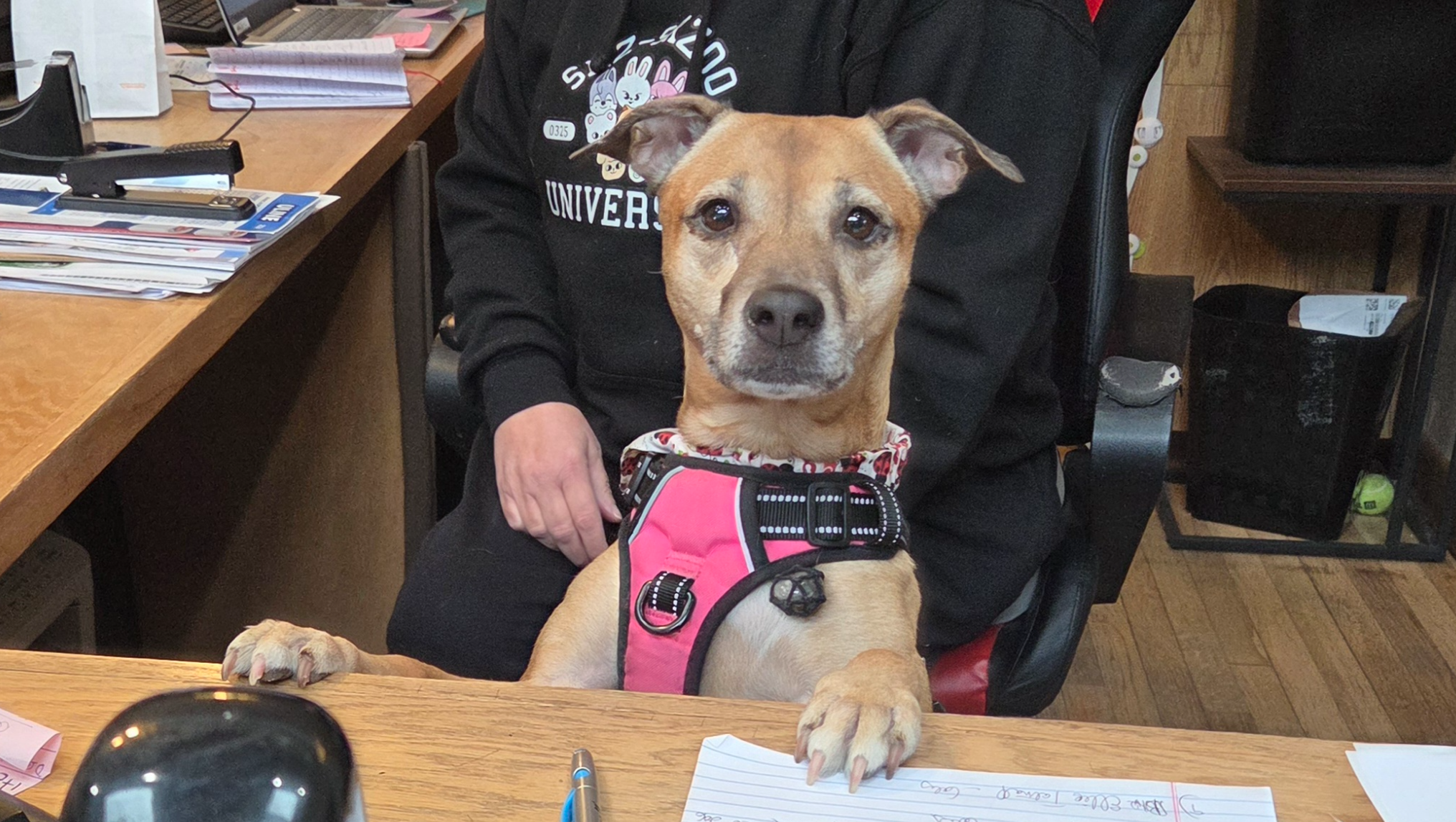 Support Lily's Cancer Battle