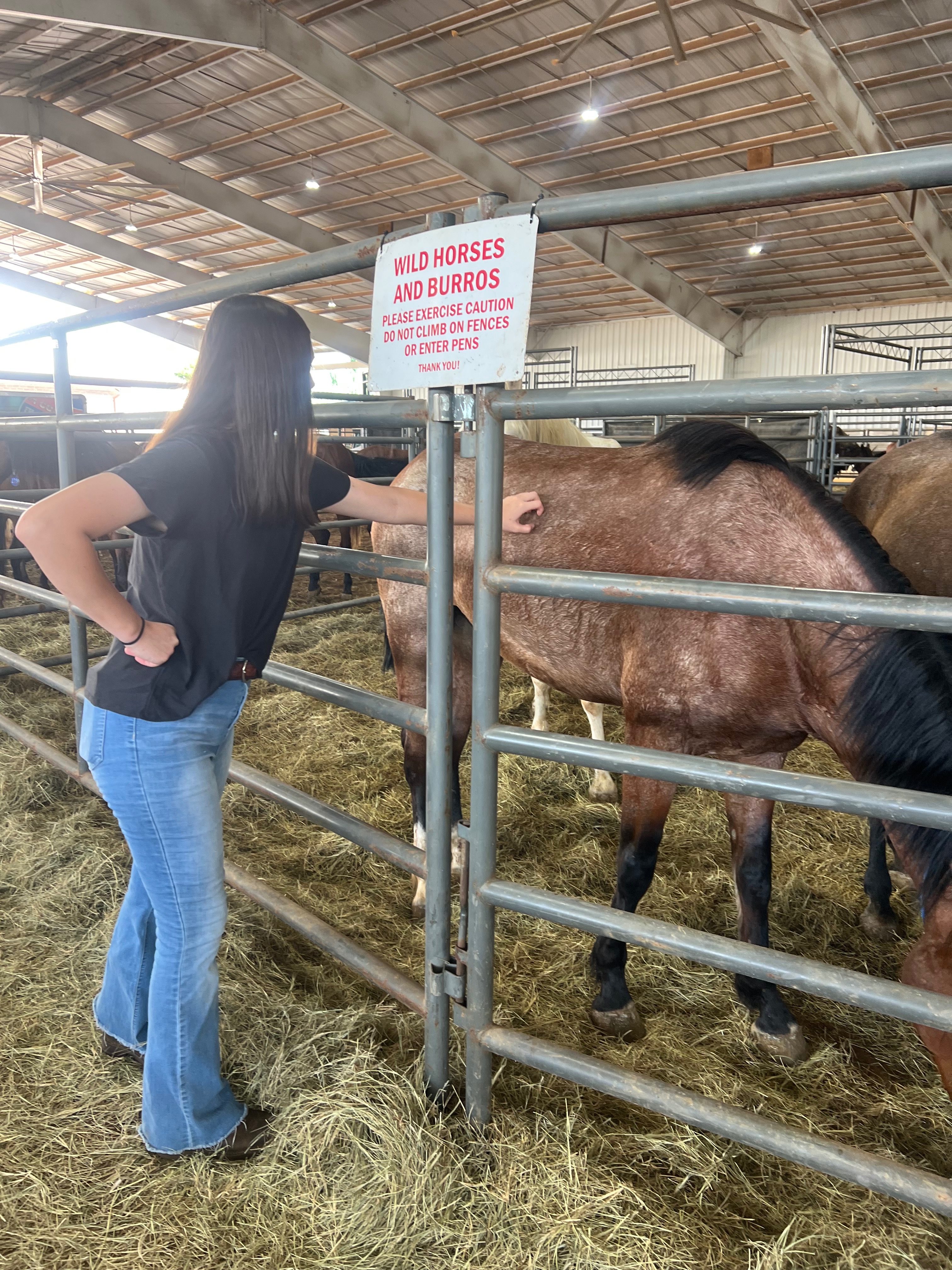 Support Jaydyn's Mission to Rescue Mustangs campaign photo, 4 of 8