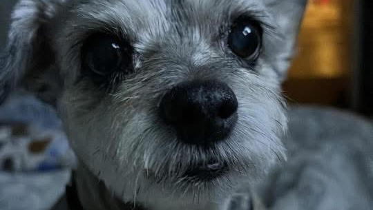 Help Lexie Get the Diabetic Care She Deserves photo