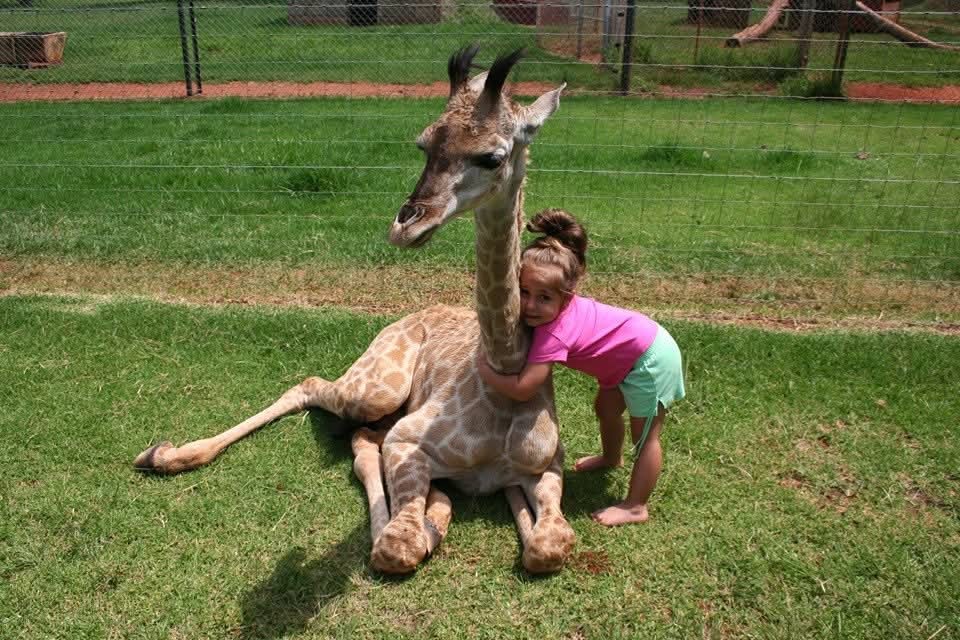 Give Zenda a Family and Help Protect Africa’s Giraffes campaign photo, 5 of 8
