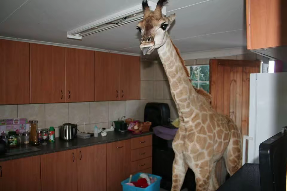 Give Zenda a Family and Help Protect Africa’s Giraffes campaign photo, 6 of 8