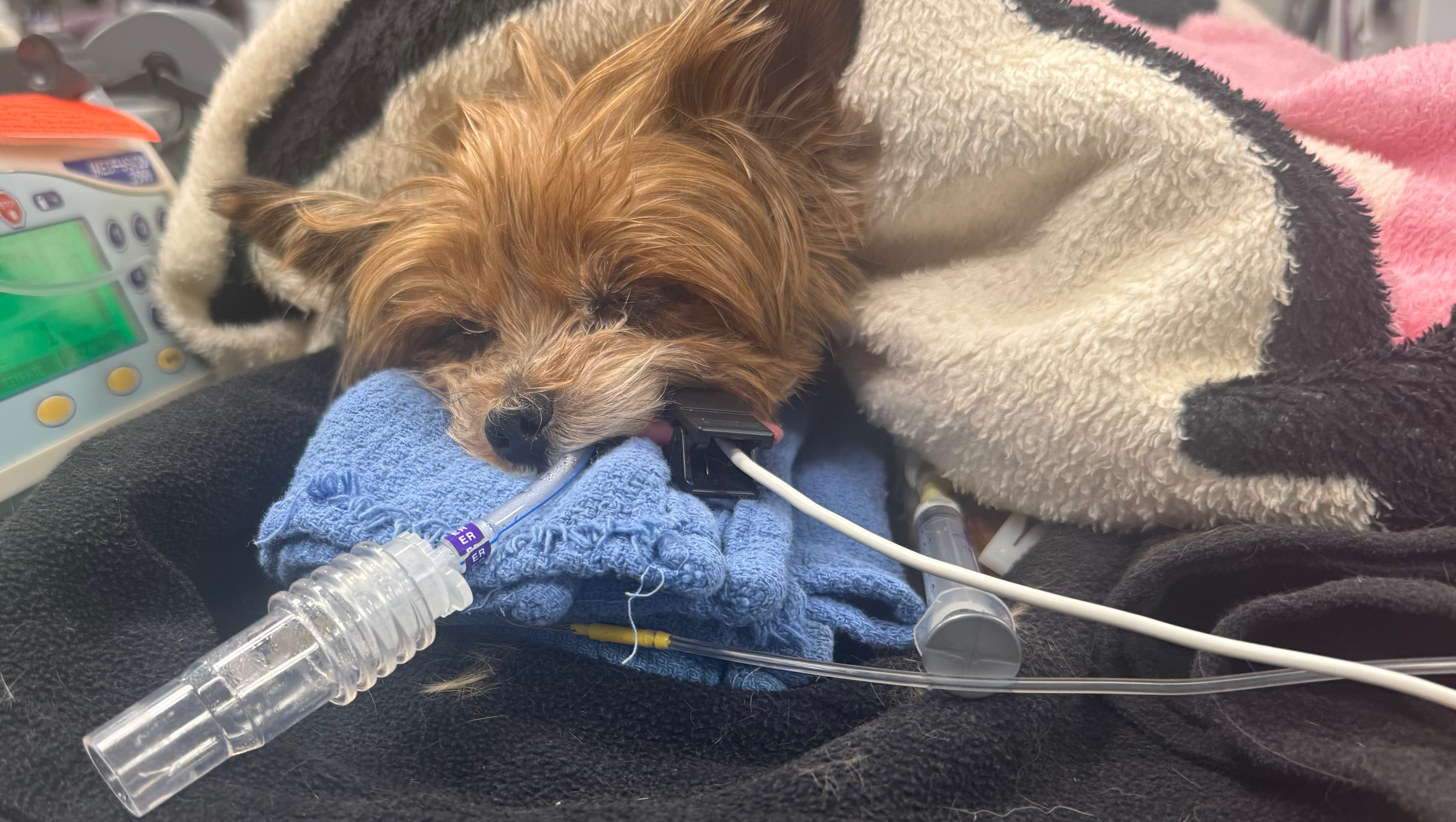 Help Gabby Breathe Again: Support Her Surgery photo