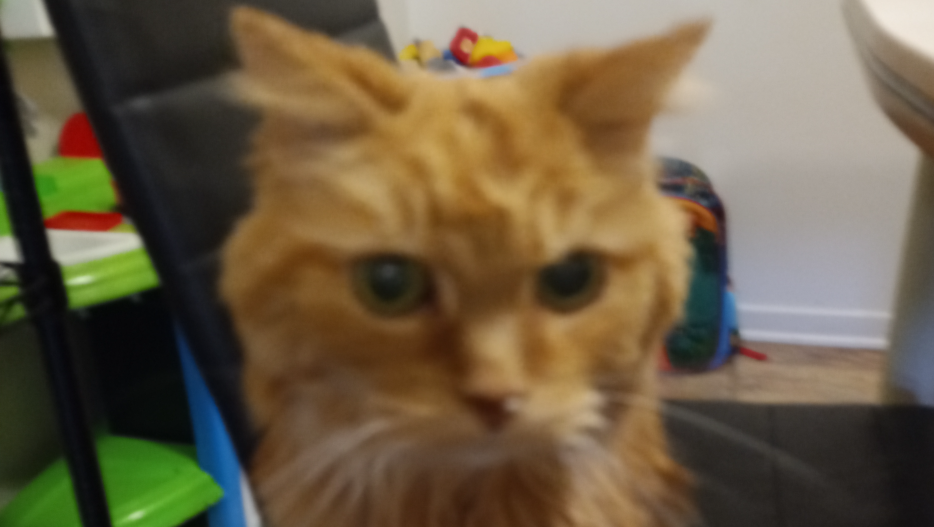 Please help pumpkin the cat she is sick photo