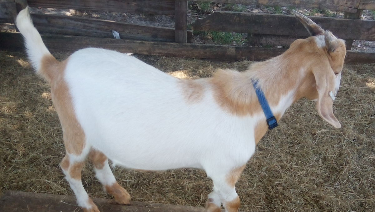 Rescue a Goat: Support FFA Student's Goal pinned link photo