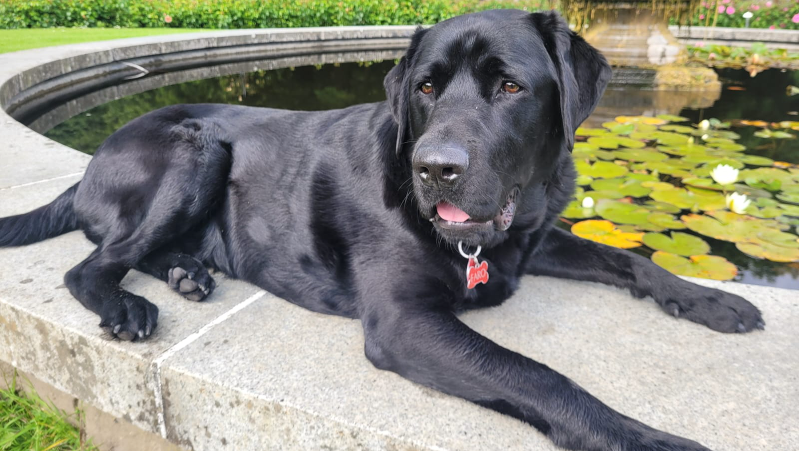 Donate to Autism Assistance Dogs Ireland