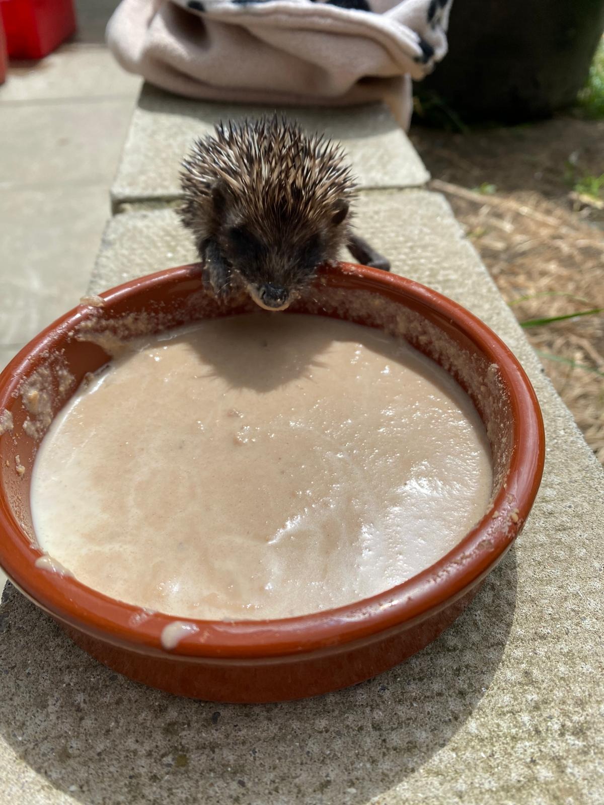 Helping Hedgehogs July- September 2025 campaign photo, 2 of 4