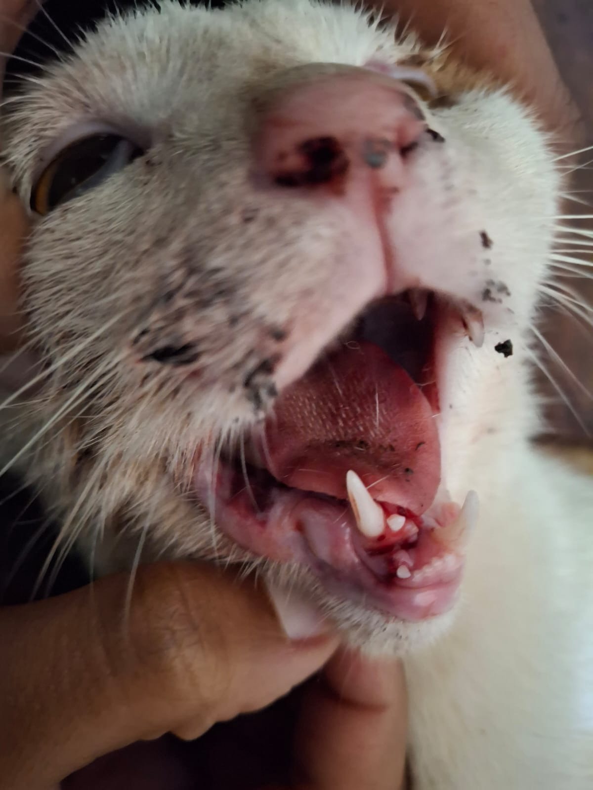Trap-Neuter-Vaccinate-Release plus Rehome Campaigns campaign photo, 2 of 8