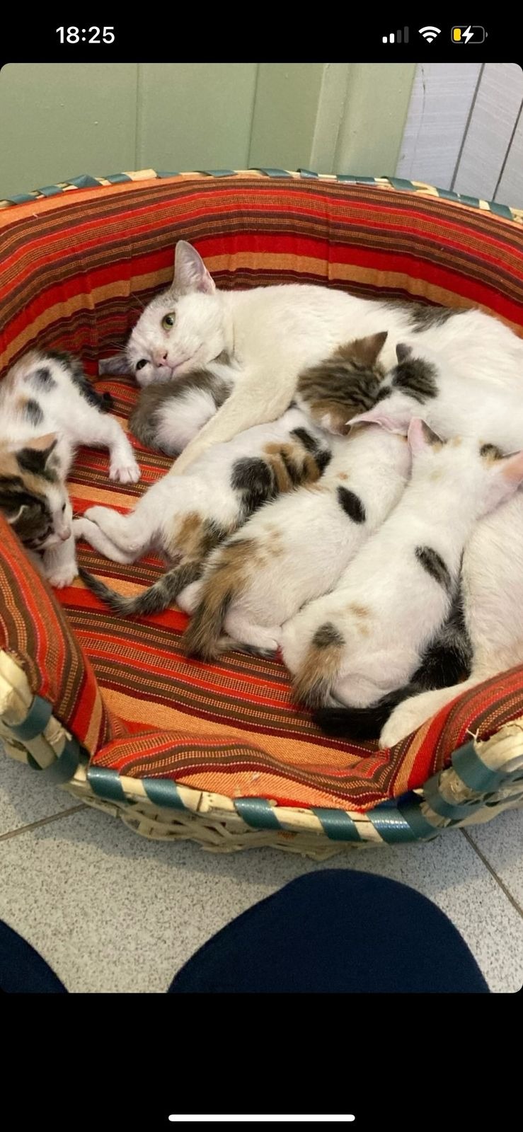 Trap-Neuter-Vaccinate-Release plus Rehome Campaigns campaign photo, 4 of 8