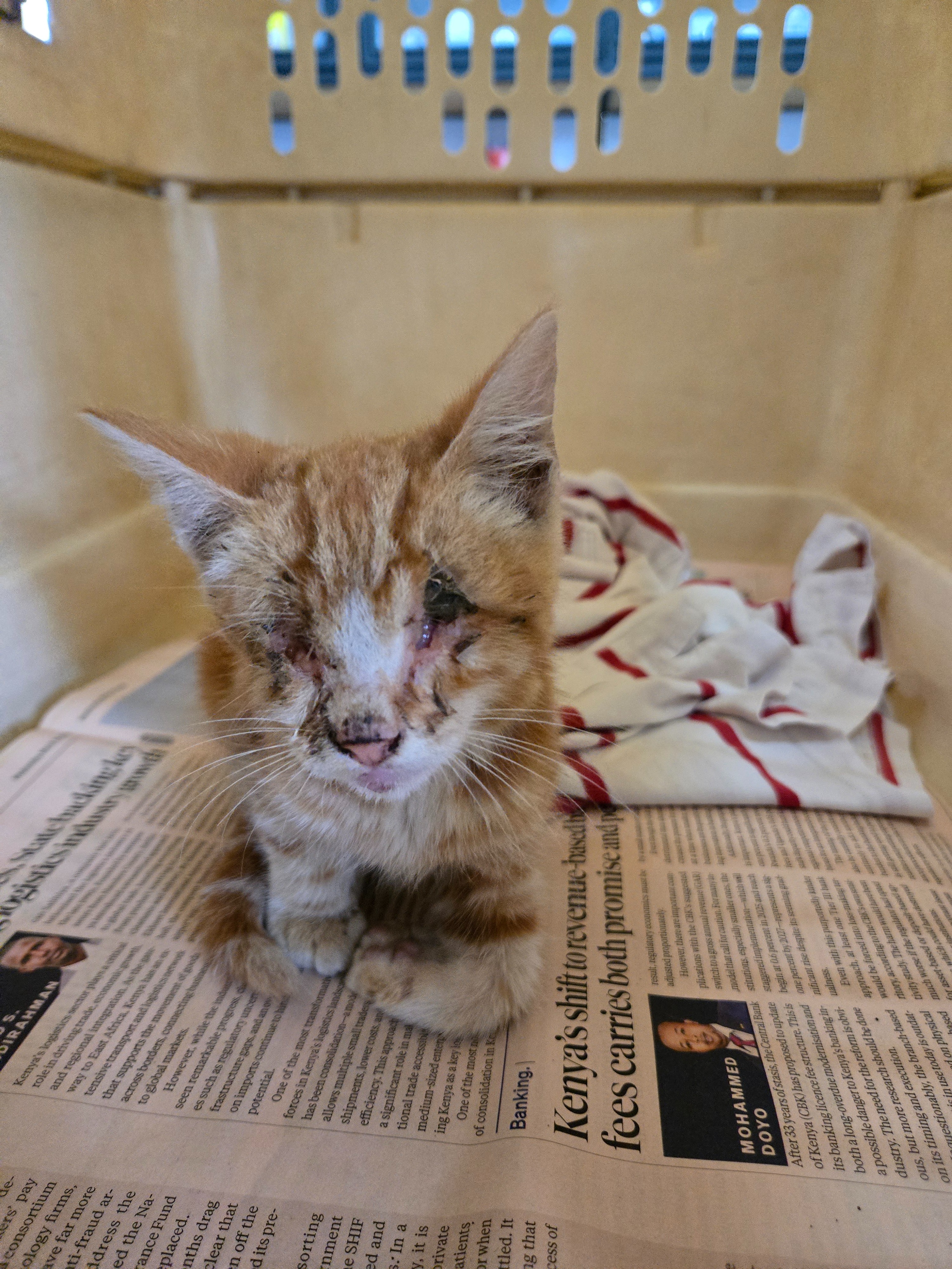 Trap-Neuter-Vaccinate-Release plus Rehome Campaigns campaign photo, 5 of 8