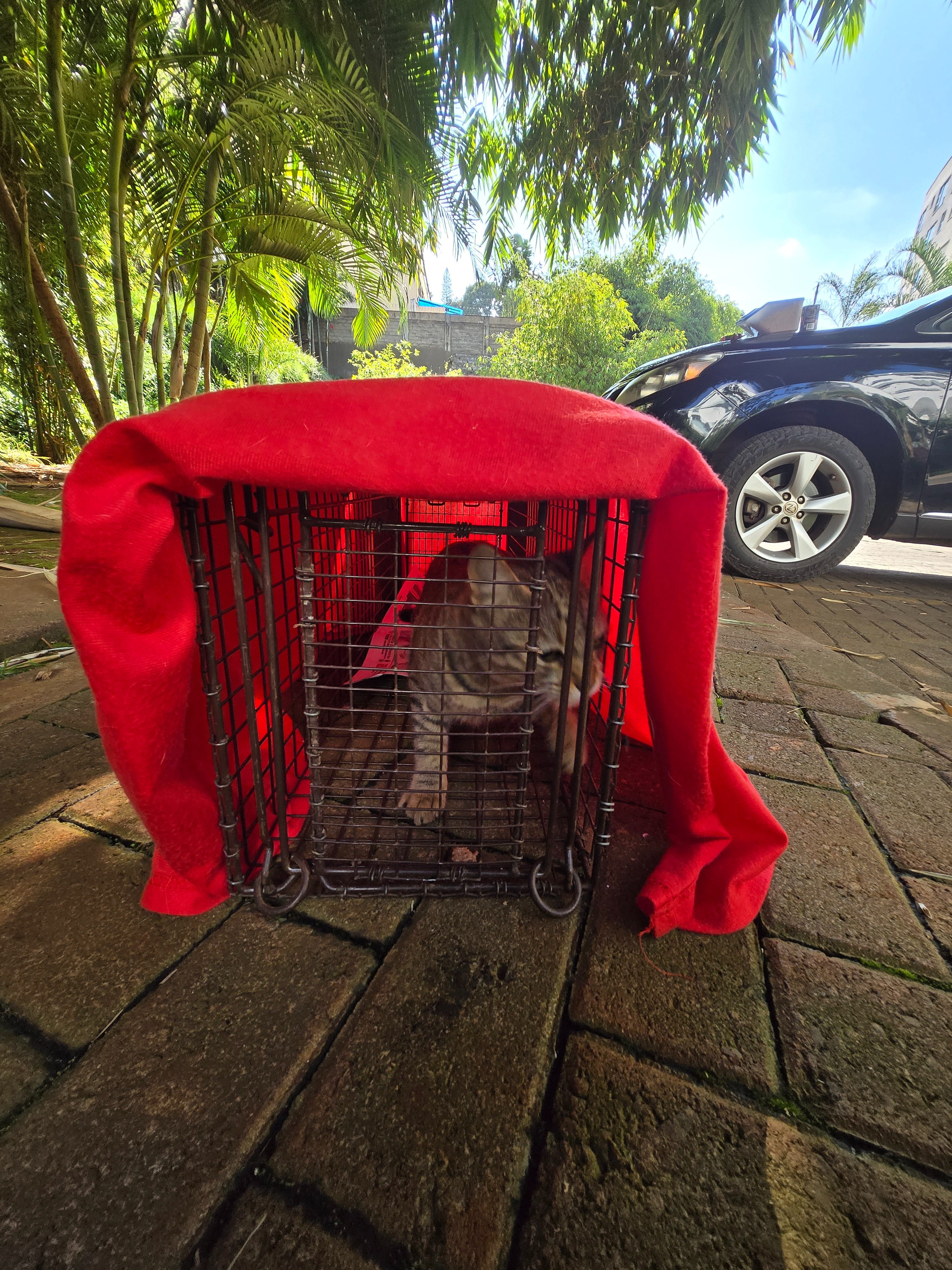Trap-Neuter-Vaccinate-Release plus Rehome Campaigns campaign photo, 6 of 8