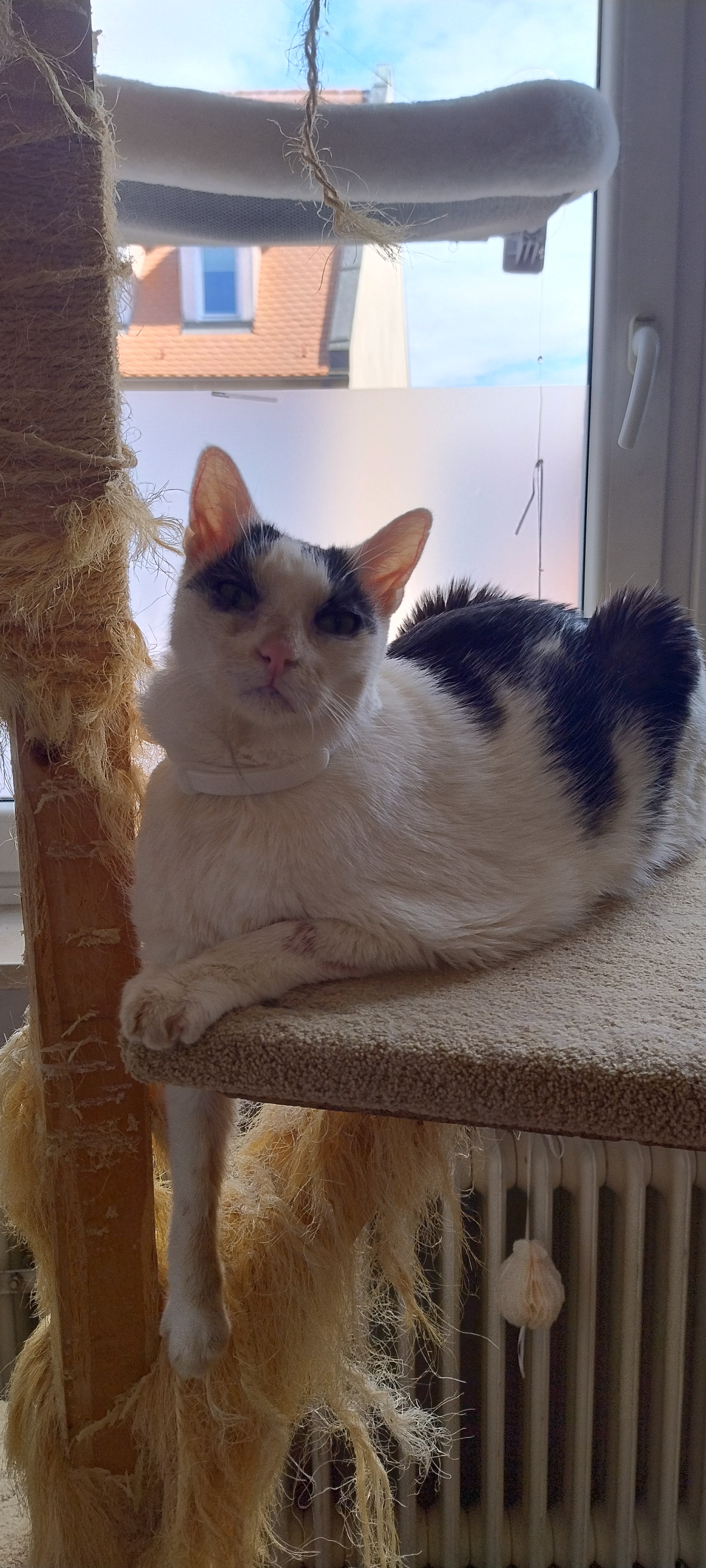 User-uploaded image 1