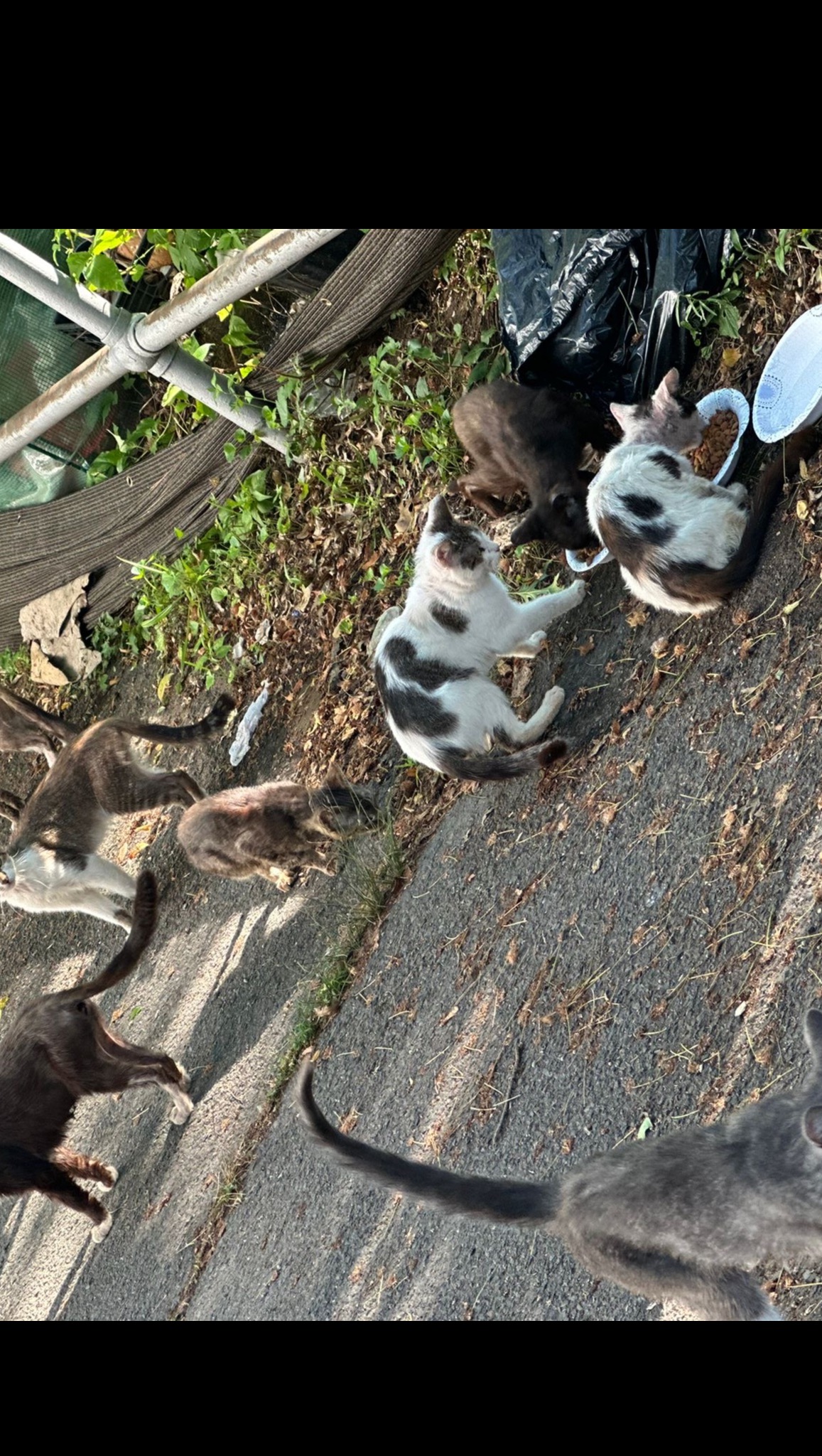 Help Rescue and Heal an Abandoned Cat photo