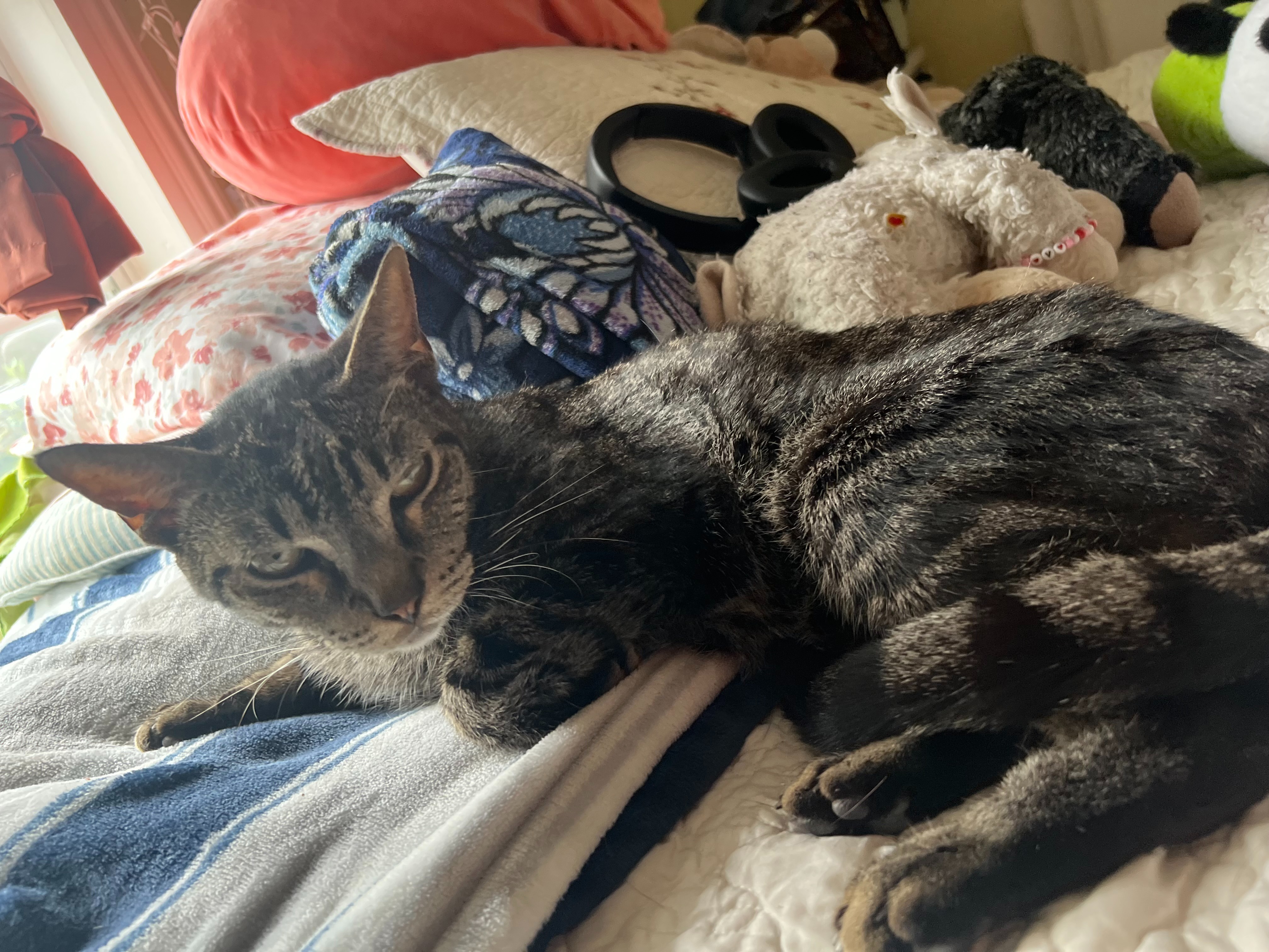 Help Tigre Get Urgent Vet Care campaign photo, 2 of 4