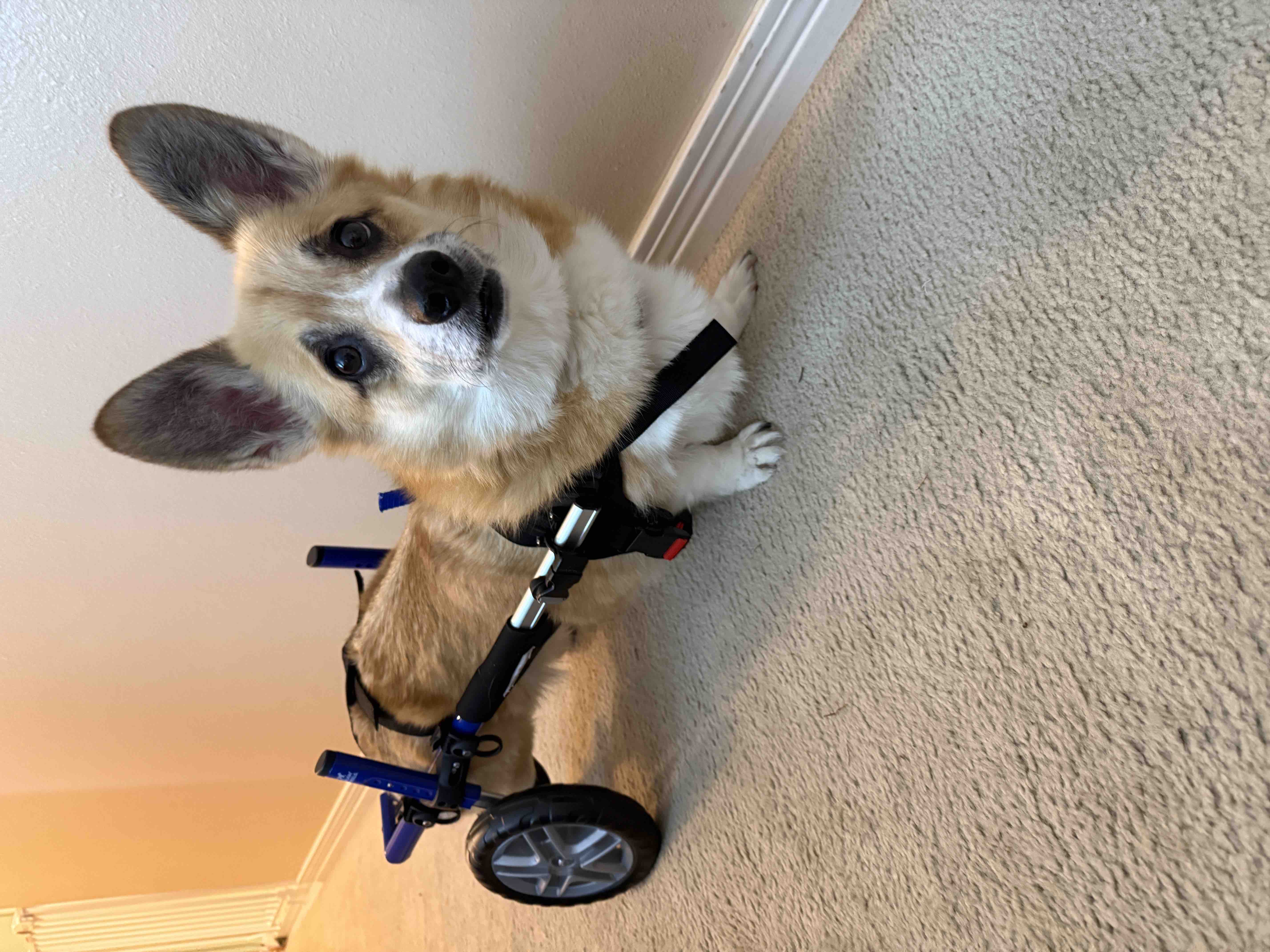 Support Grady's Fight Against Degenerative Myelopathy campaign photo, 4 of 6